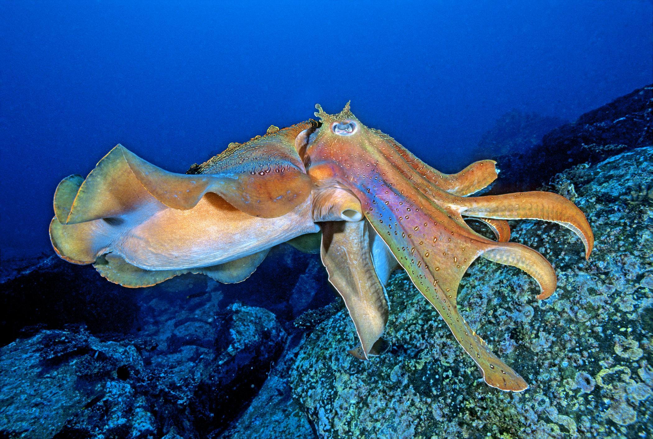 Cuttlefish Wallpaper. Cuttlefish