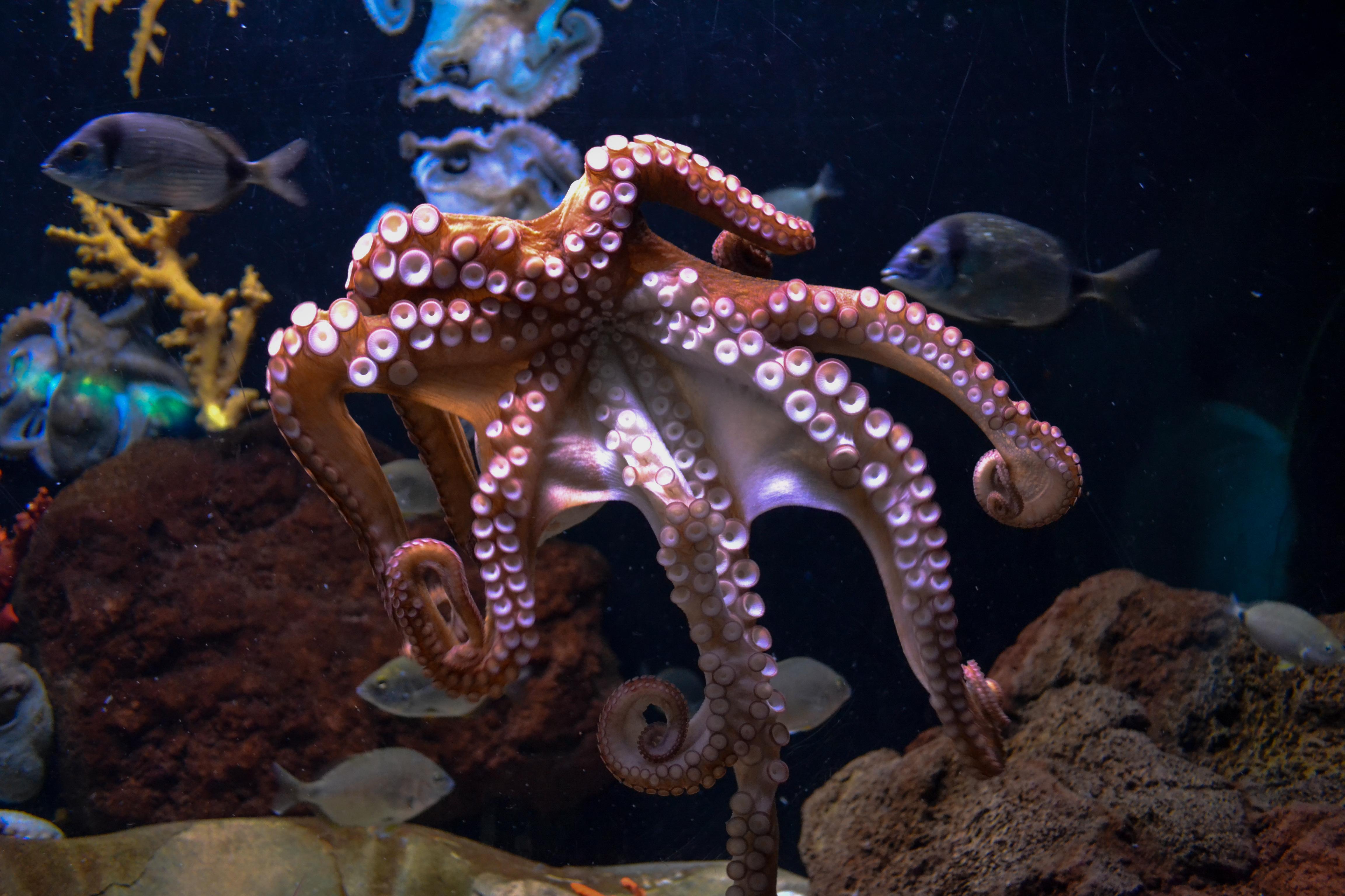Octopus Picture [HD]. Download Free Image