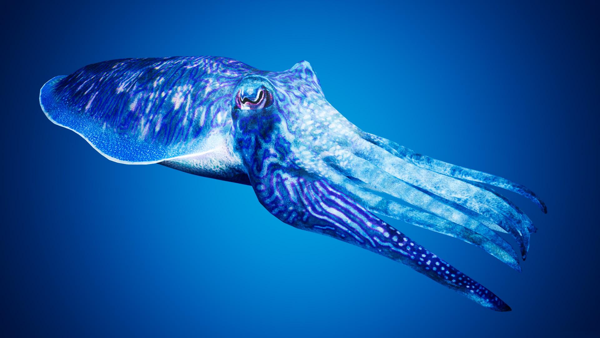 Cuttlefish Camouflage by Davis3D in Characters