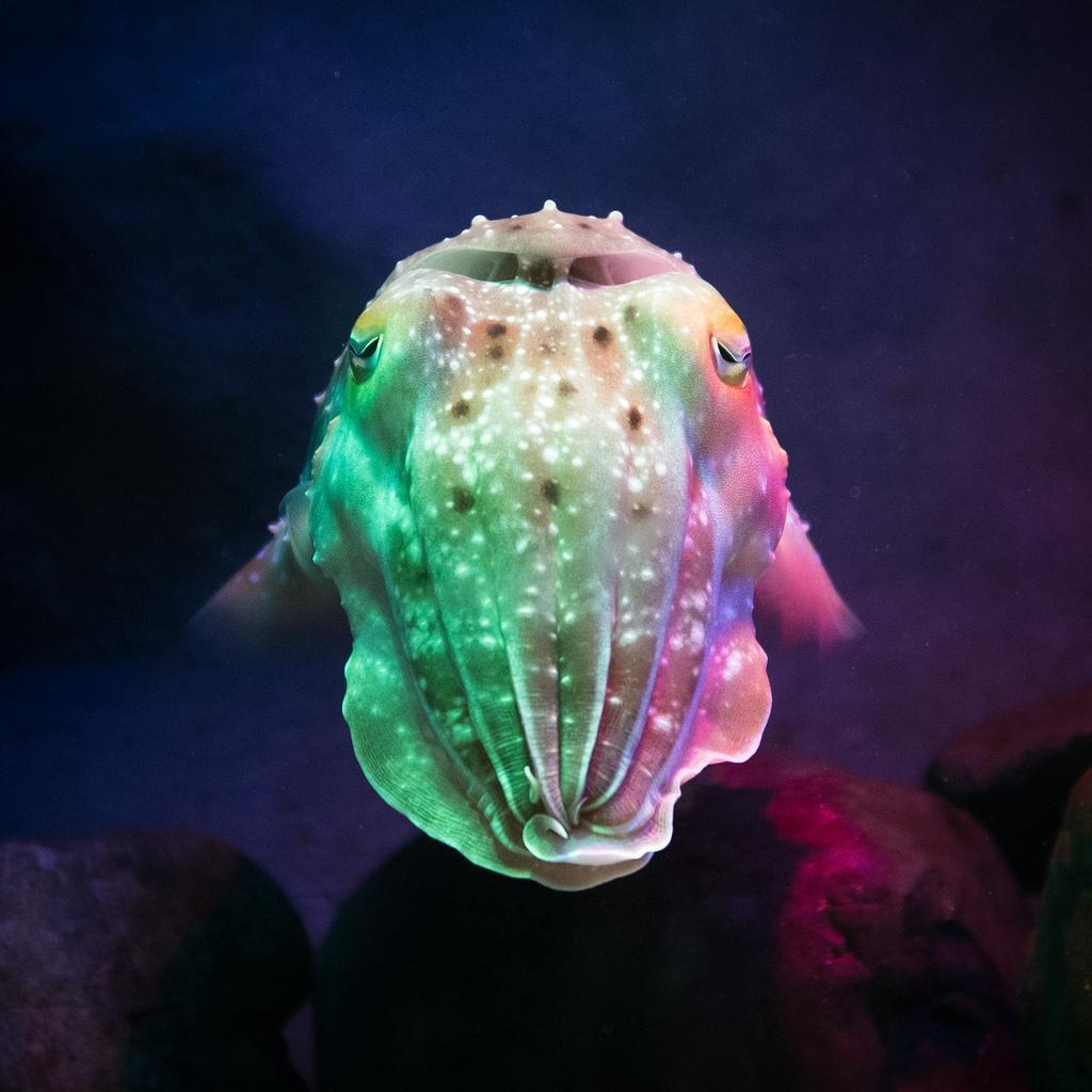Cute Cuttlefish Wallpaper for Android