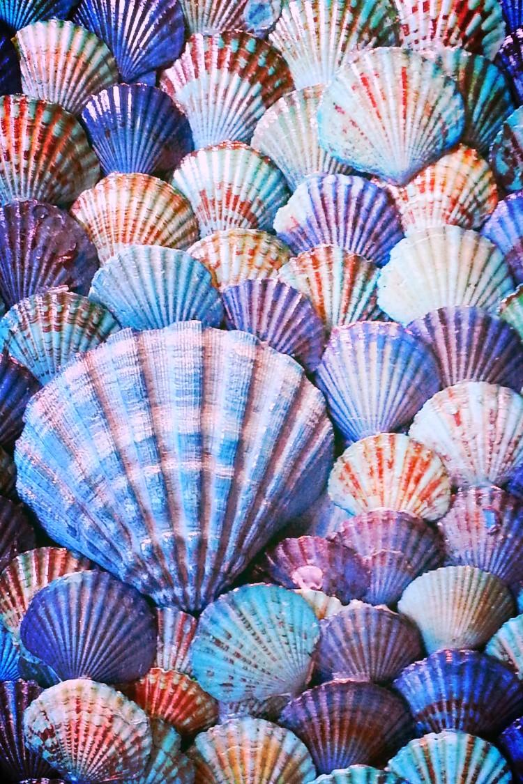 iPhone Wallpaper. Shell, Scallop, Cockle, Hot air balloon
