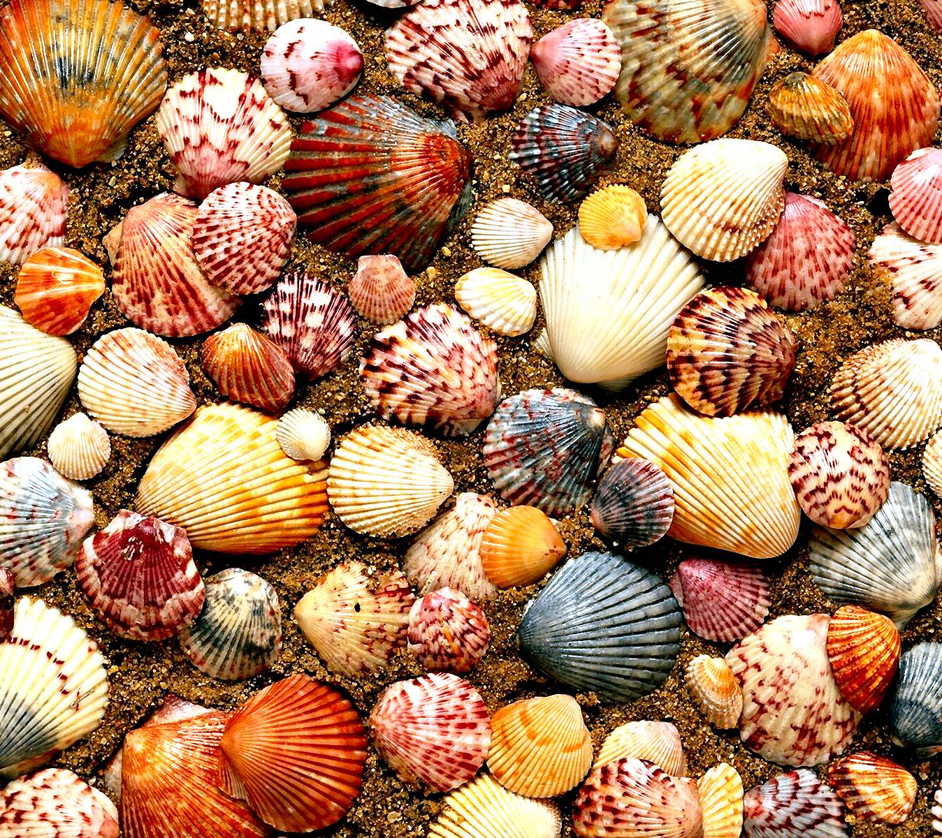 Mussels wallpaper