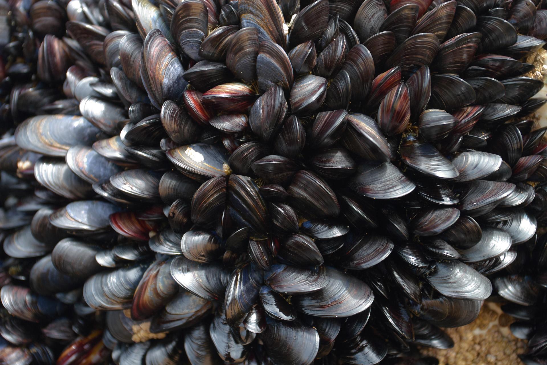 Mussels Wallpaper High Quality