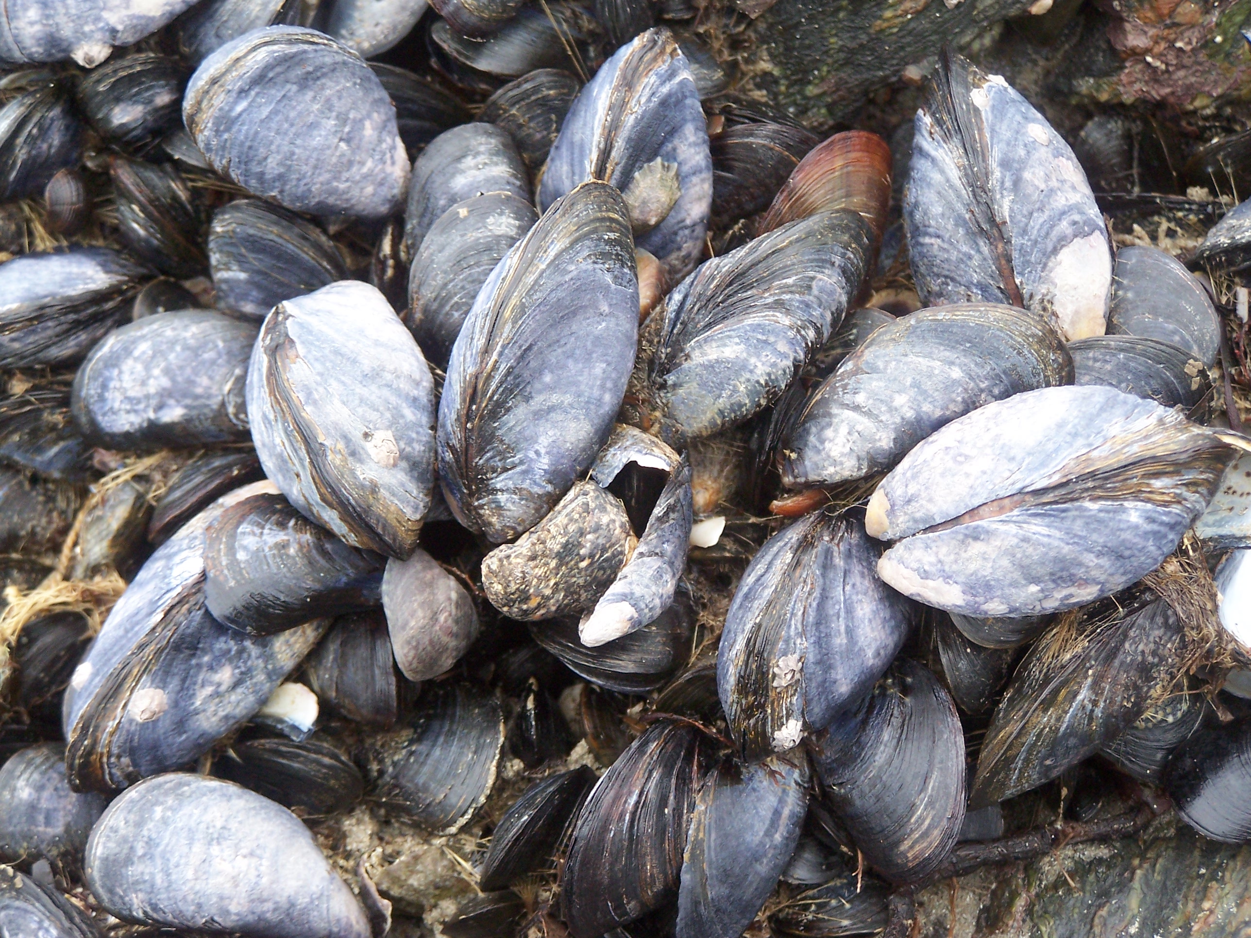 Black Sea Mussels Wallpaper High Quality