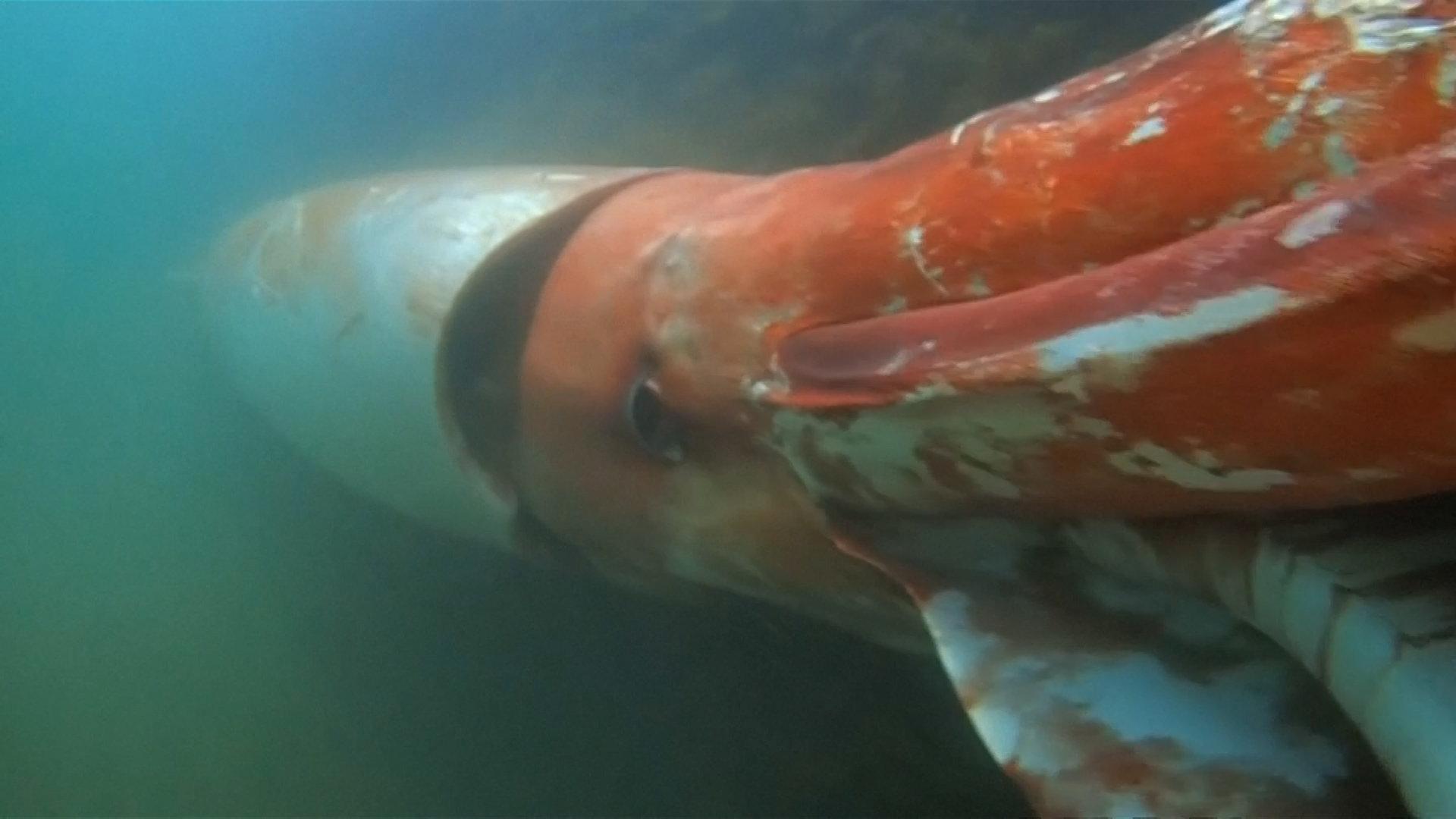 Giant Squid Wallpapers Wallpaper Cave