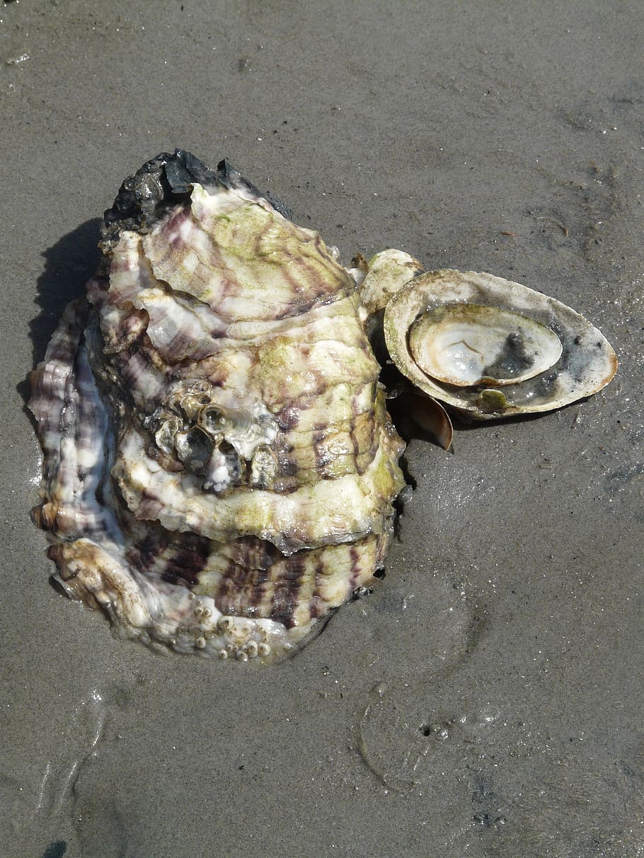 HD wallpaper: Pacific Oyster, Shell, crassostrea pacifica