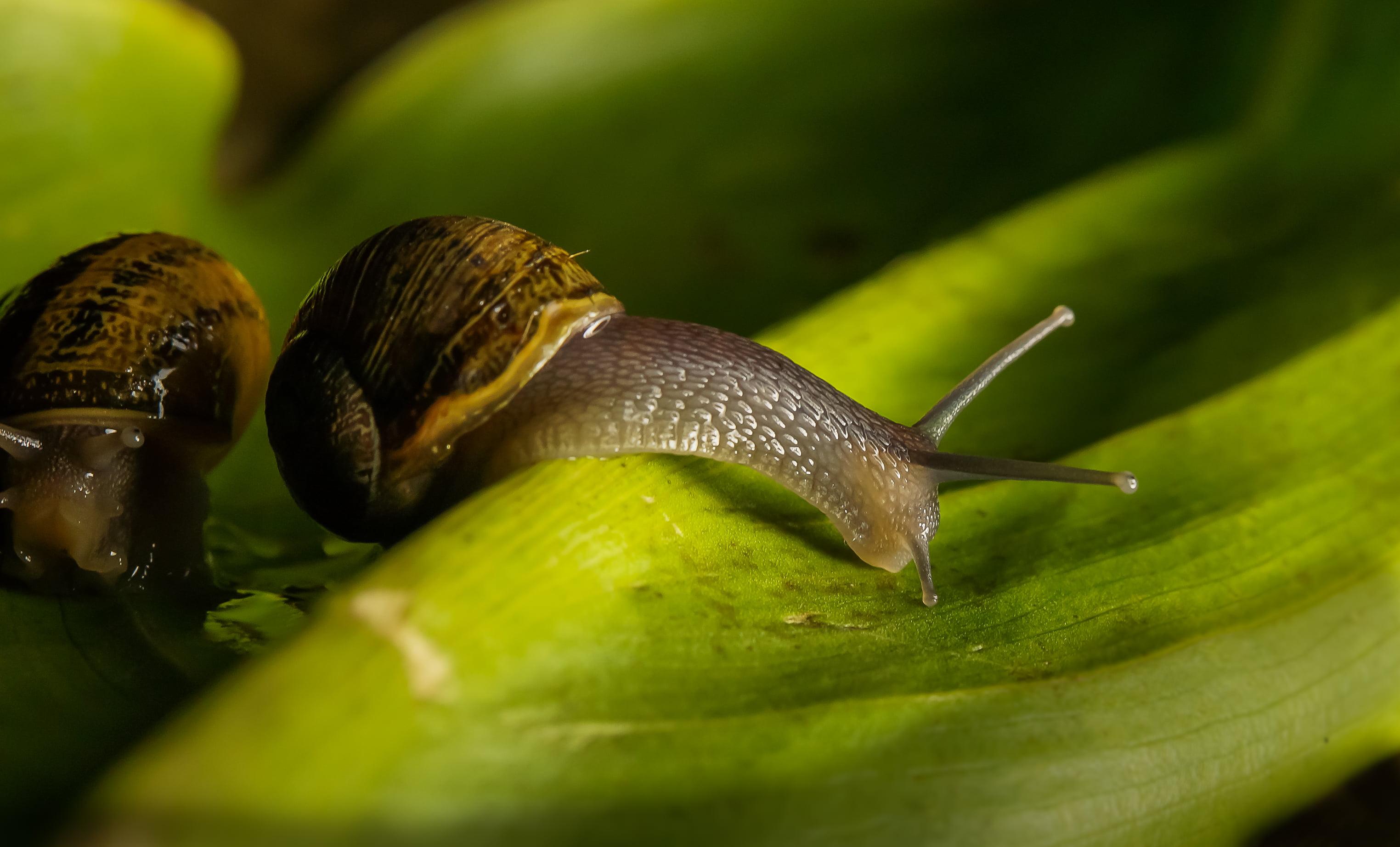 Brown garden snails on green leaf HD wallpaper