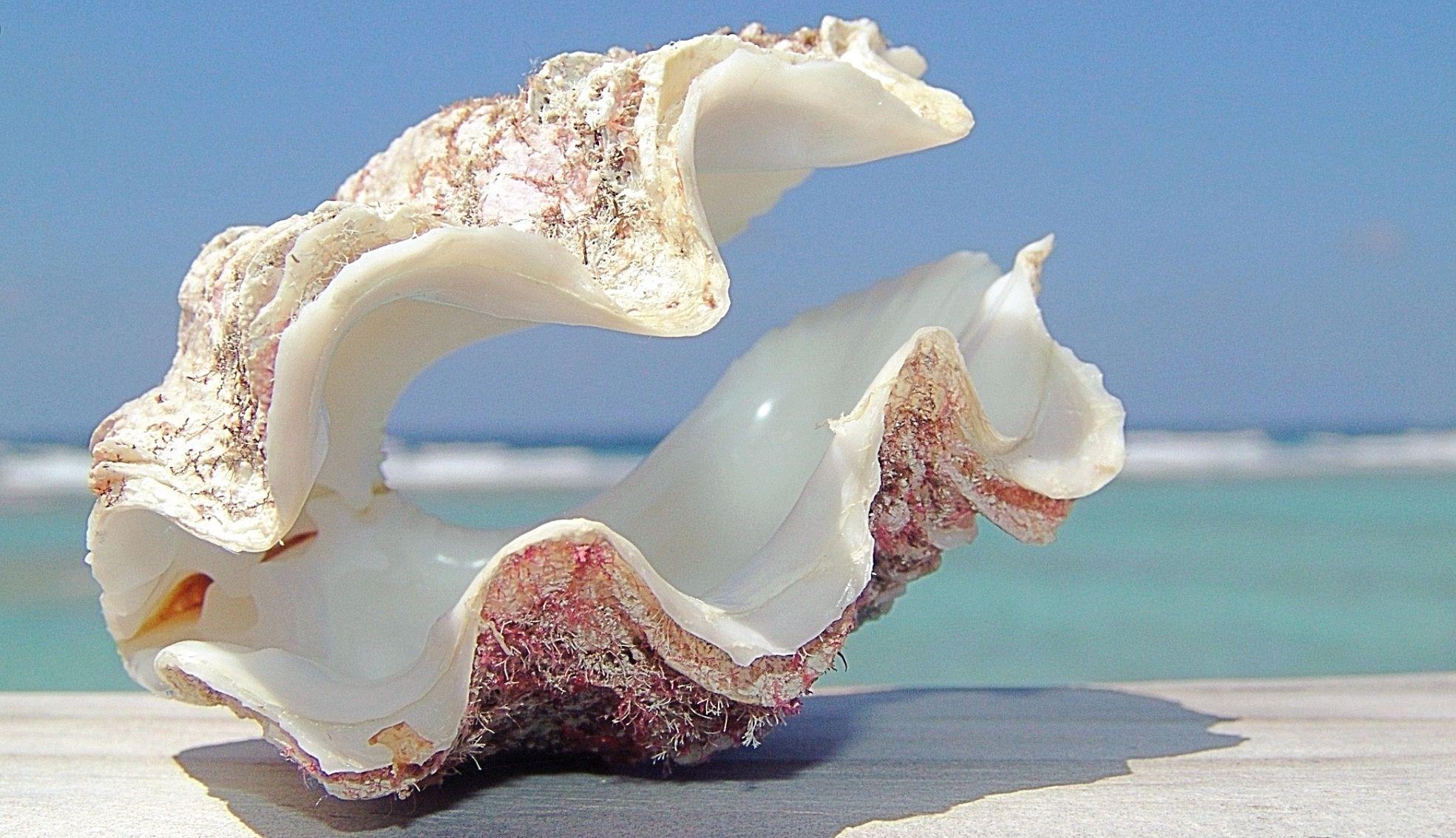 EH. Sea shells, Beach