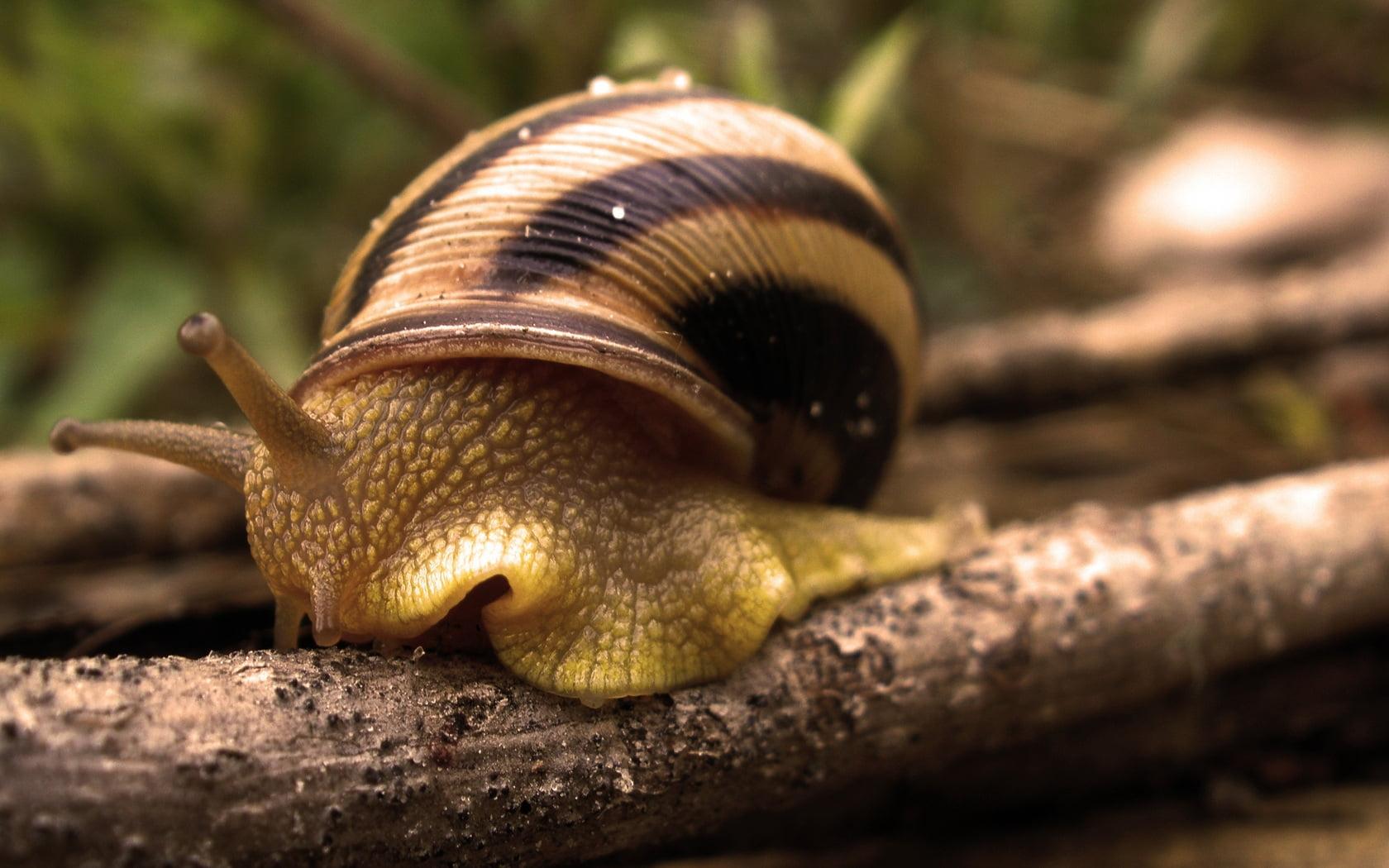 Close Up Photography Of Stripes Garden Snail On Tree Branch