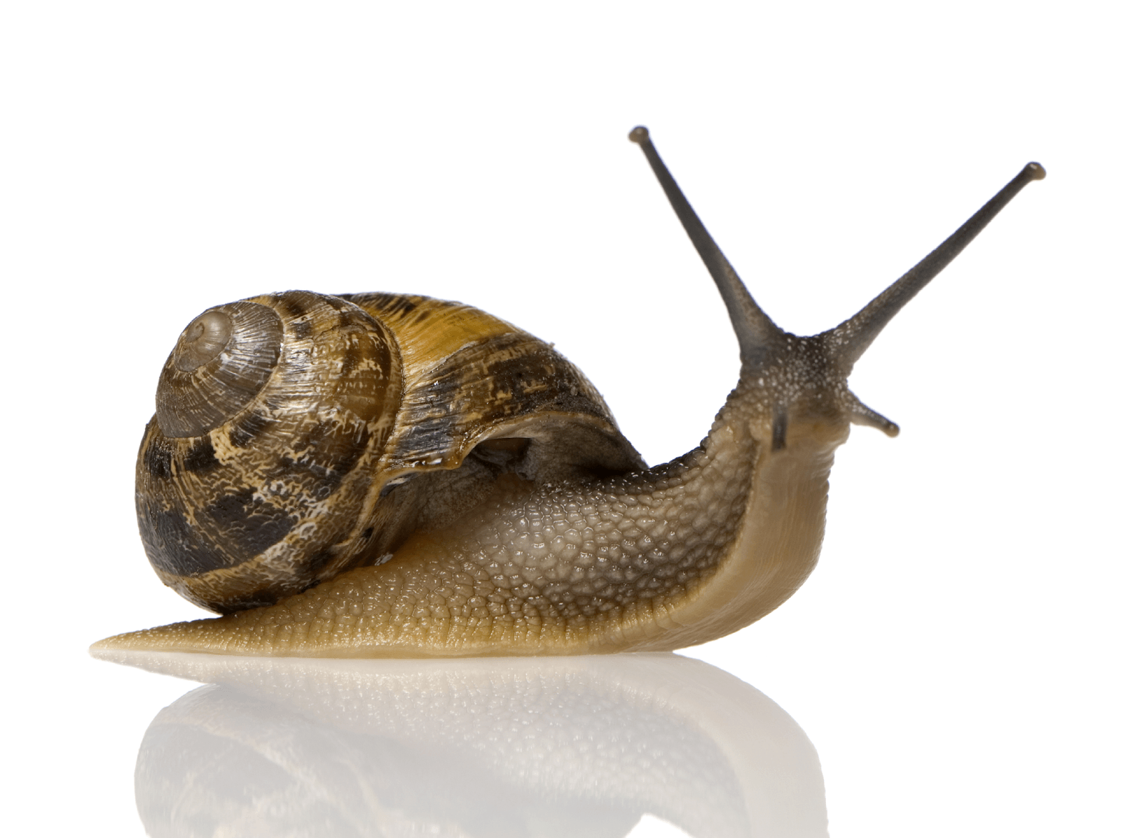 Snail Background. Snail Wallpaper