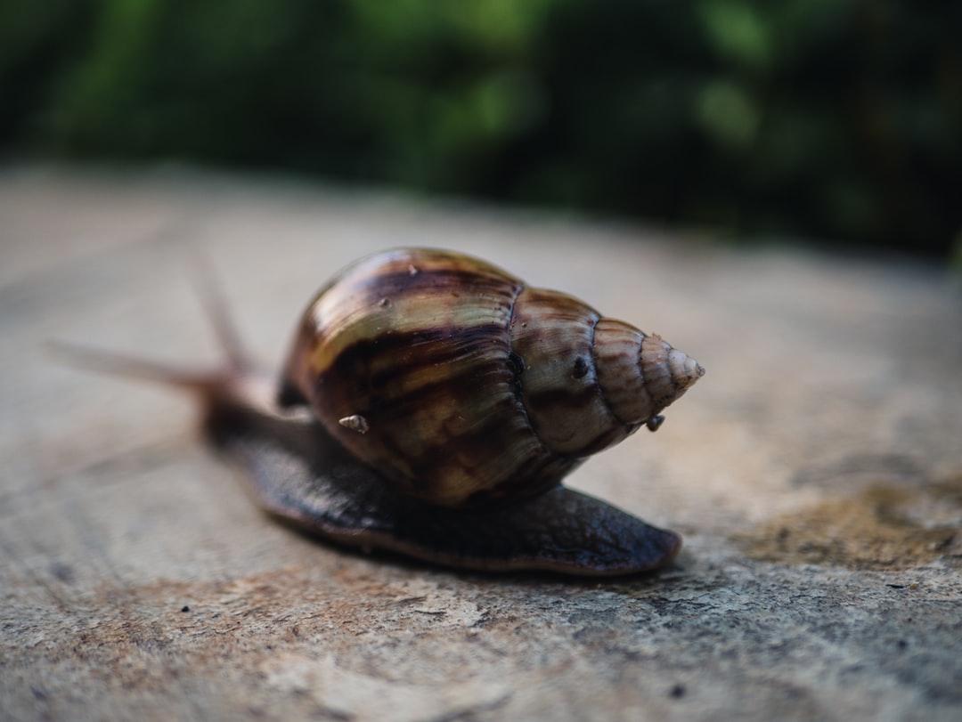 Sea Snail Picture. Download Free Image