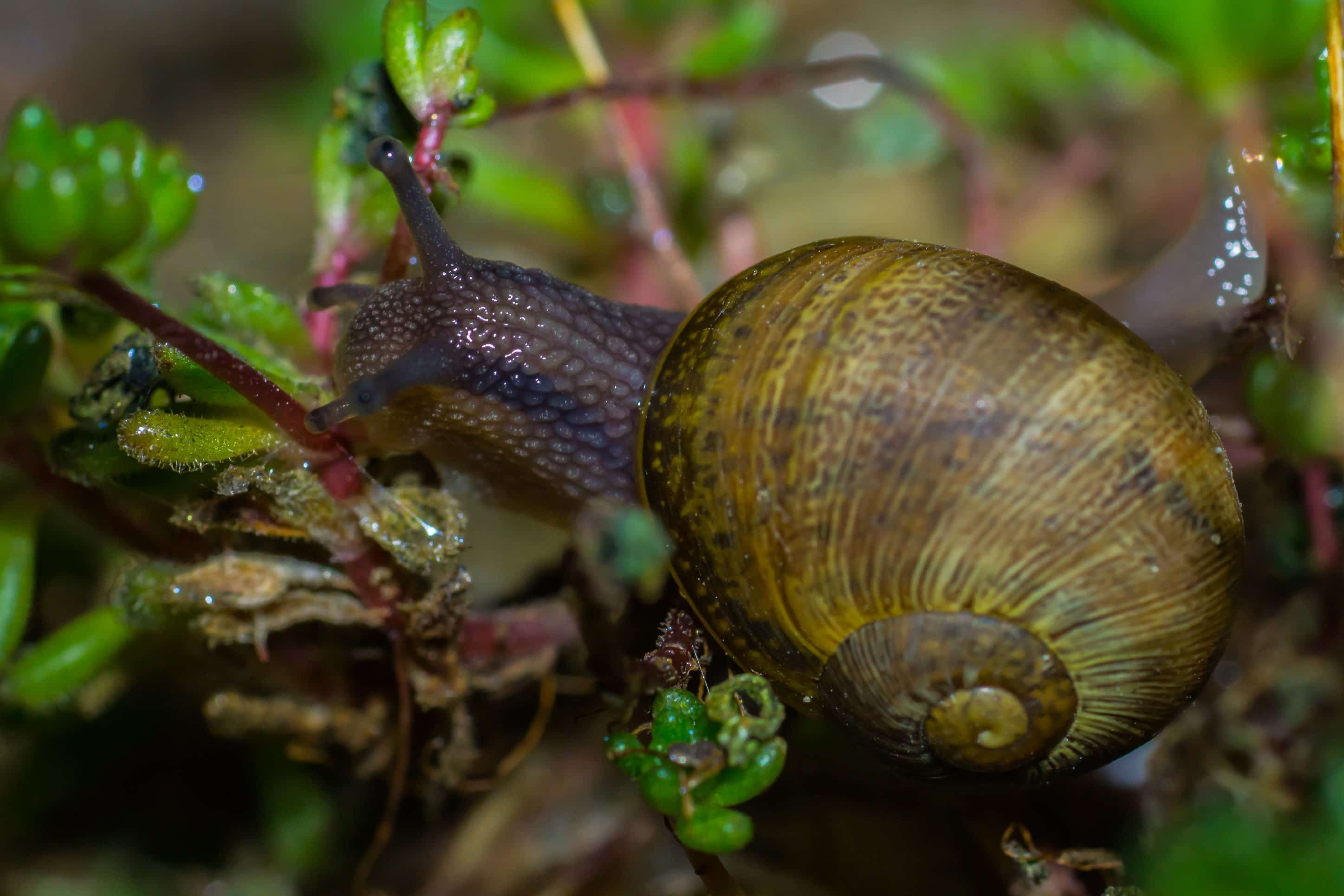 Free picture: gastropod, invertebrate, detail, nature, slug