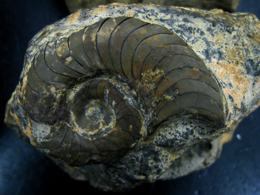Nautiloid. from Maclarty limestone