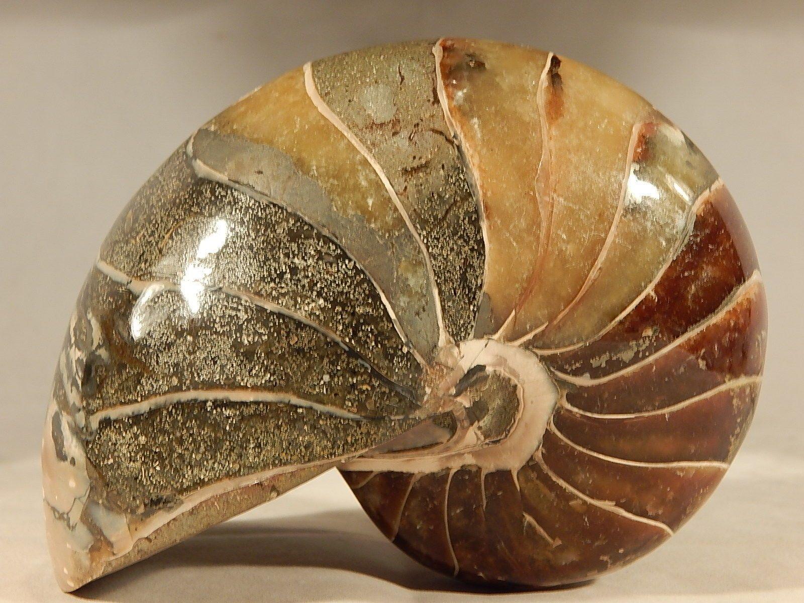 Details about LARGE Nautilus Fossil Nautiloid Fish Mineral