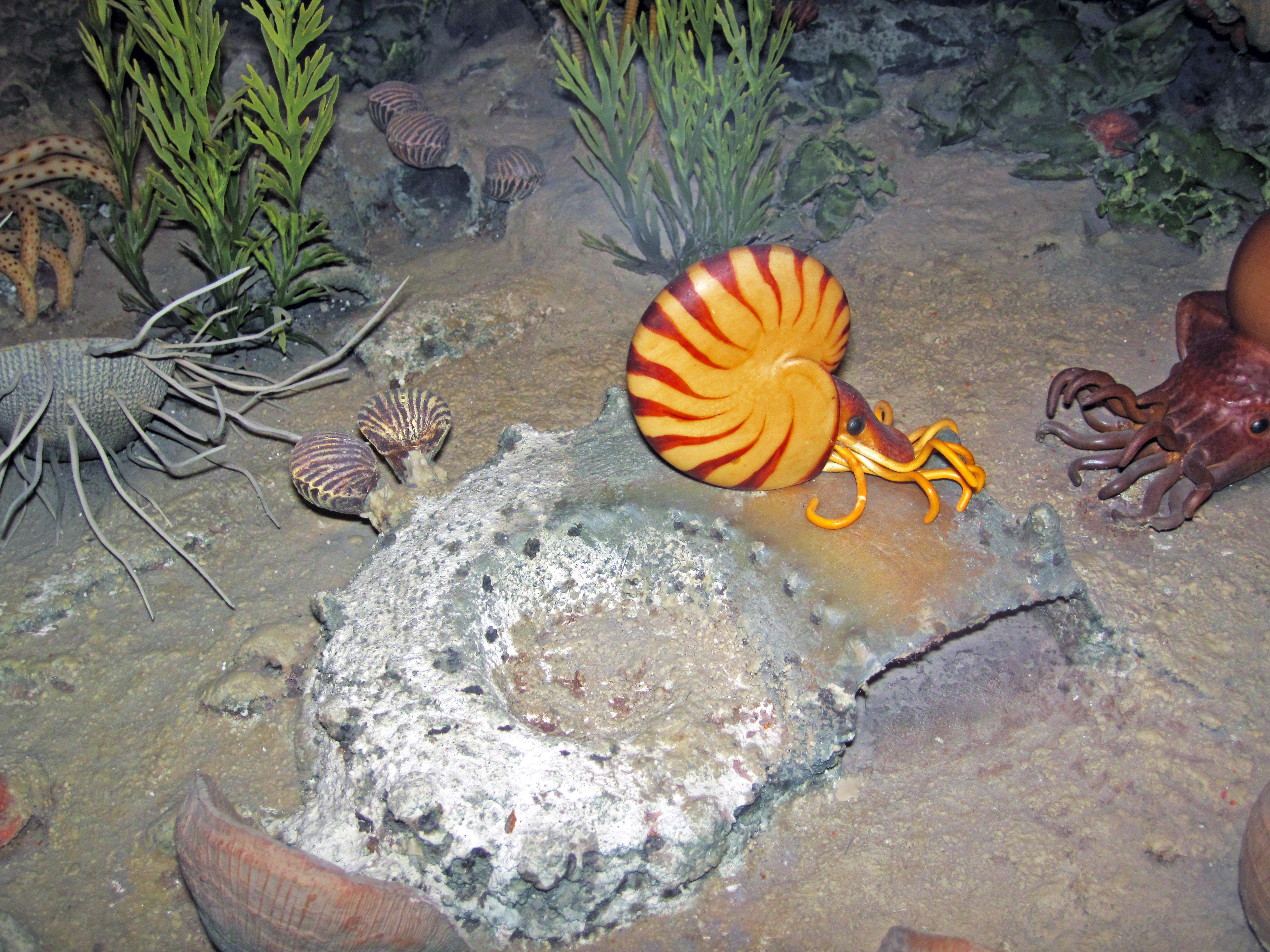 Diorama of a Pennsylanian seafloor