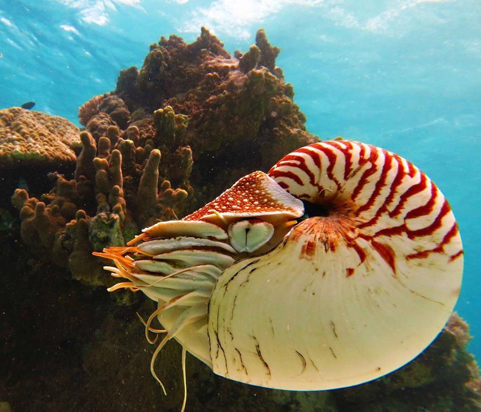 Nautilus is the common name of pelagic marine mollusks