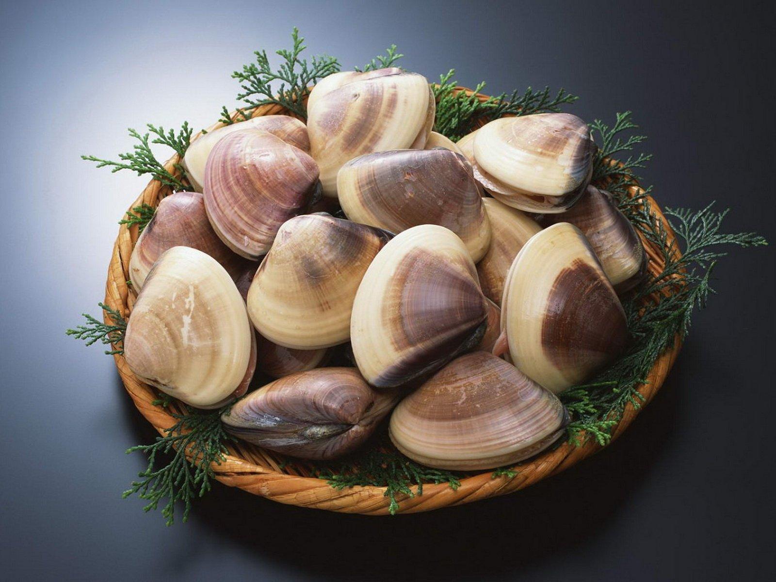 Clams Wallpaper and Background Imagex1200
