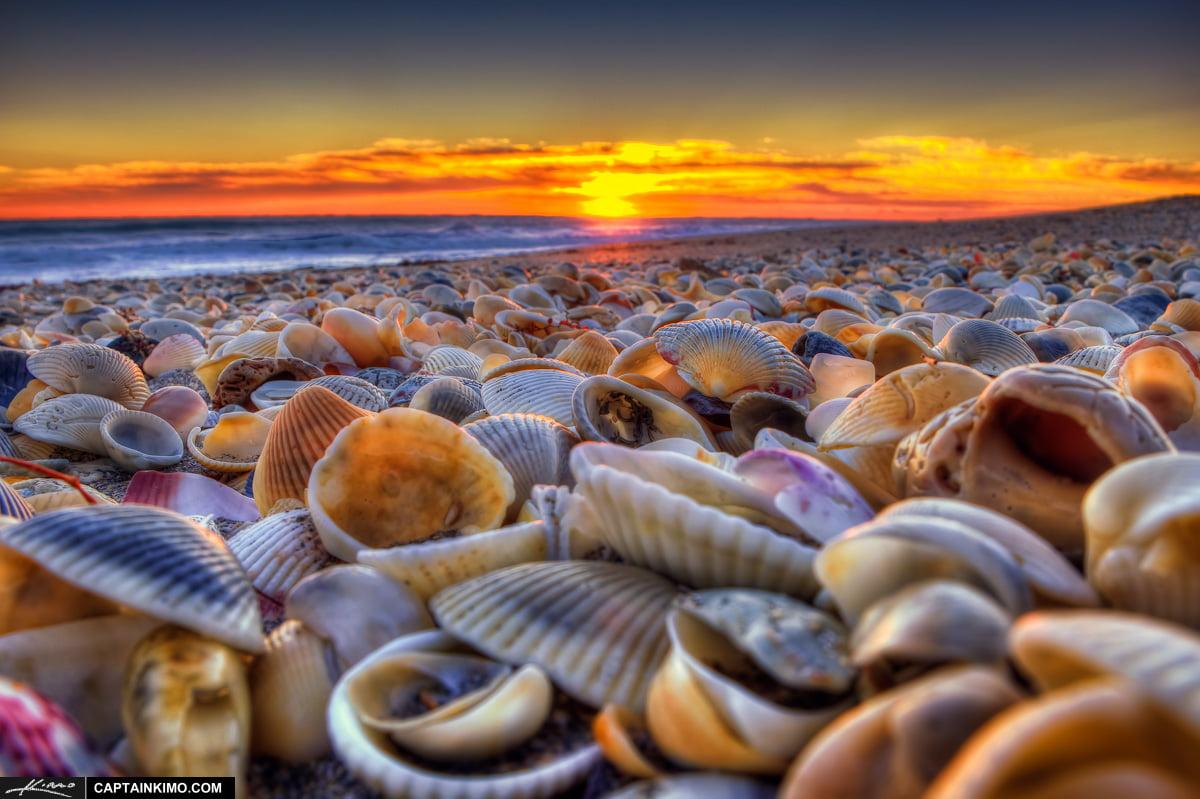 Sea of clams HD wallpaper