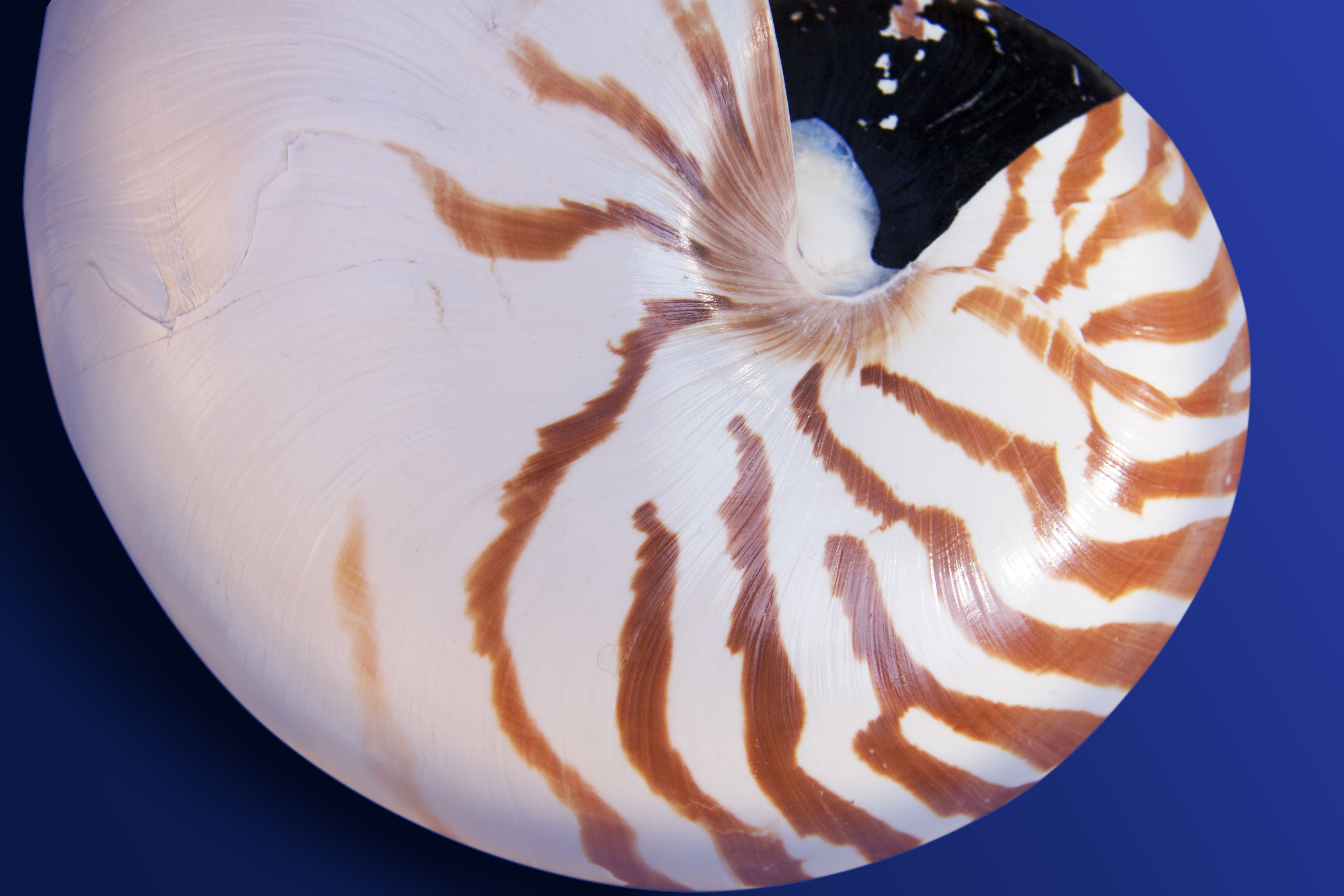 Free photo: Nautilus, Nature, Shell Download
