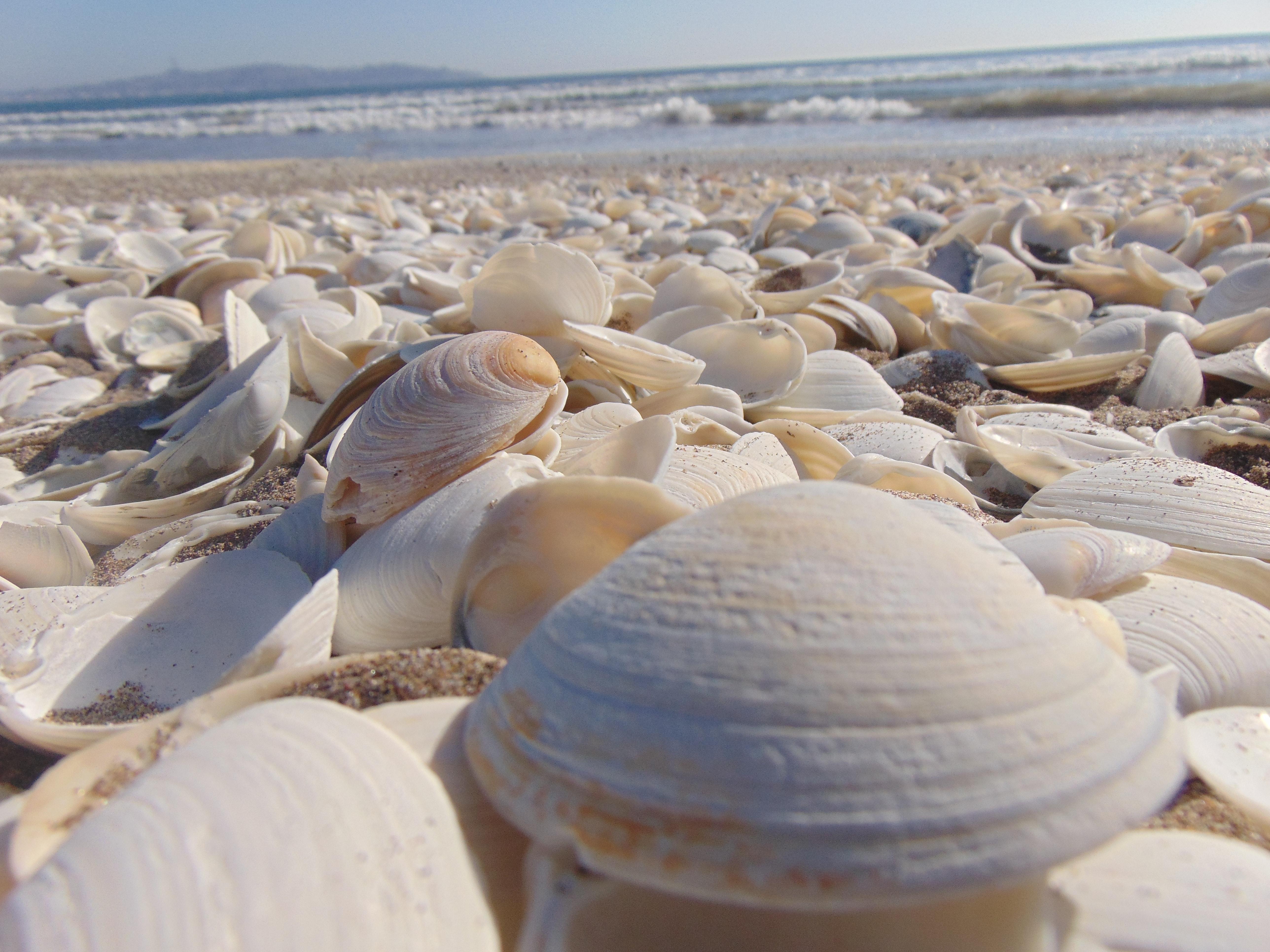 Pile of Beige Seashells Near Seashore · Free