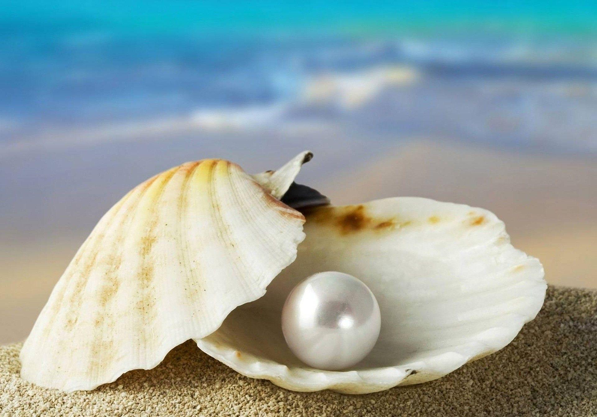 A Choice Pearl. Pearls, Oysters, Shells