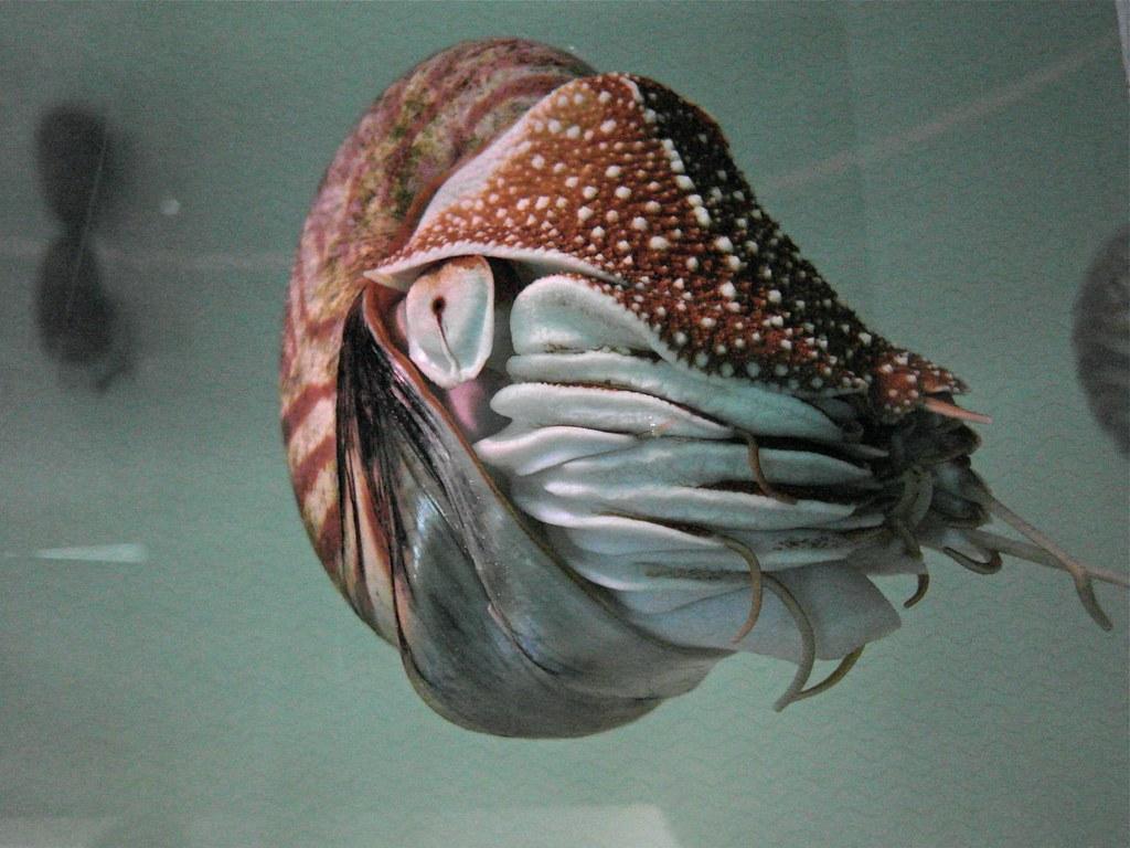 The World's Best Photo of nautilidae and nautilus