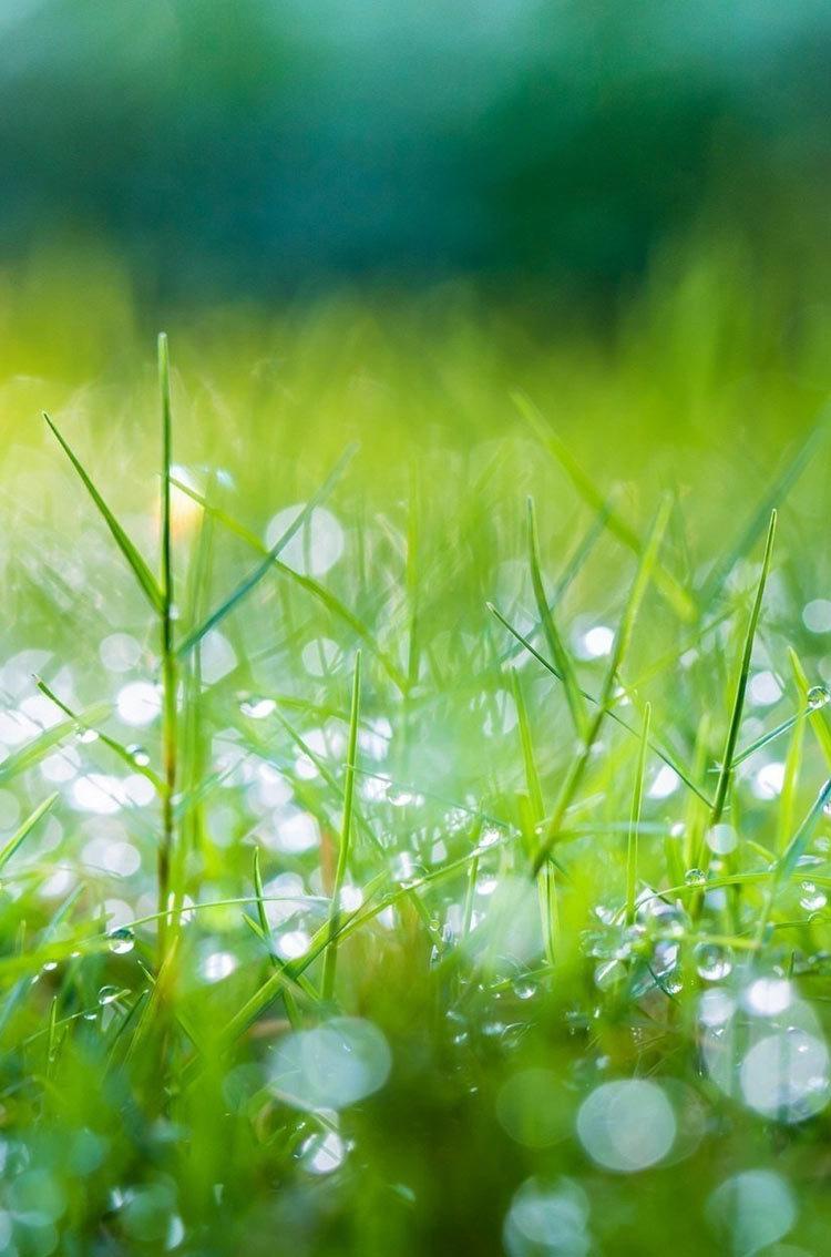 Green Nature Morning Grass iphone HD wallpaper