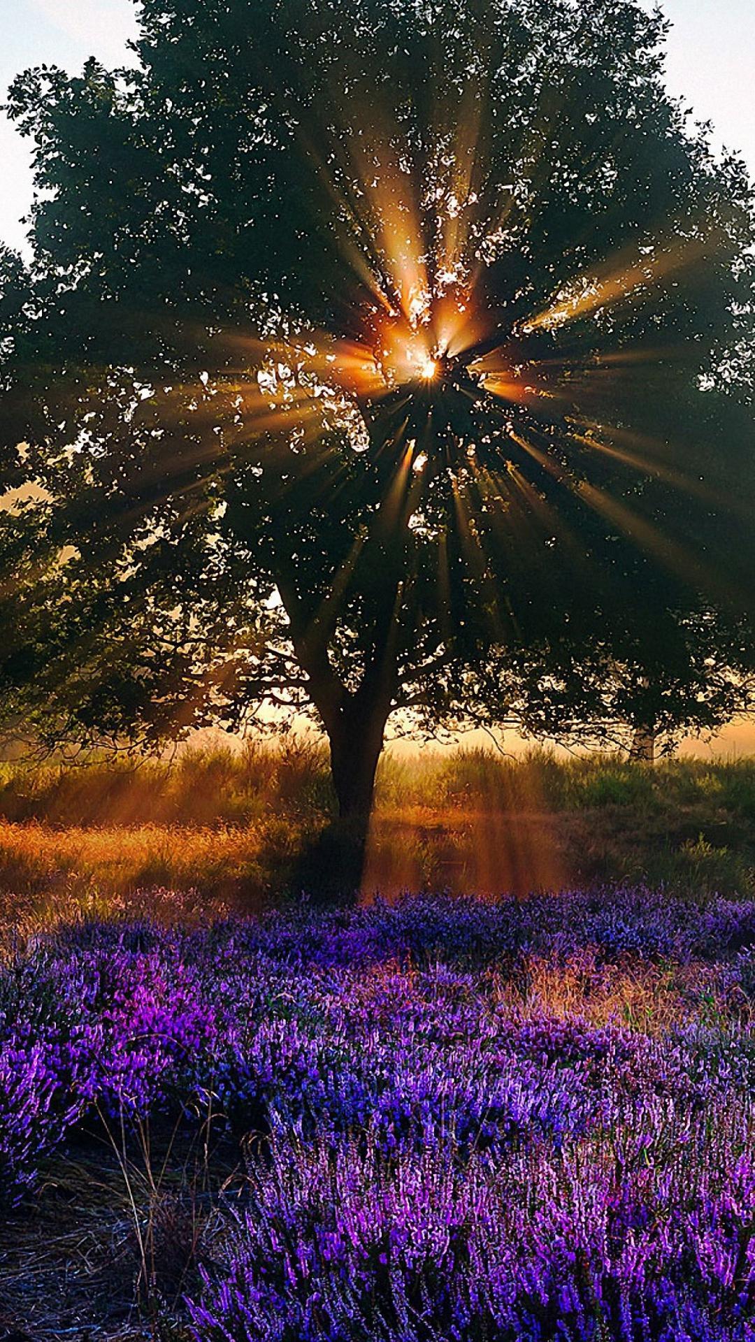 Nature Morning Sunshine iPhone 6s Wallpaper HD