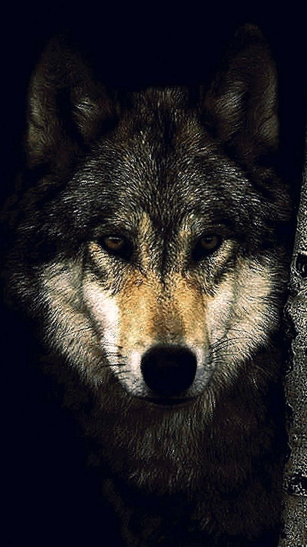 Black Wolf Wallpaper 1080x1920 Wallpaper.Pro