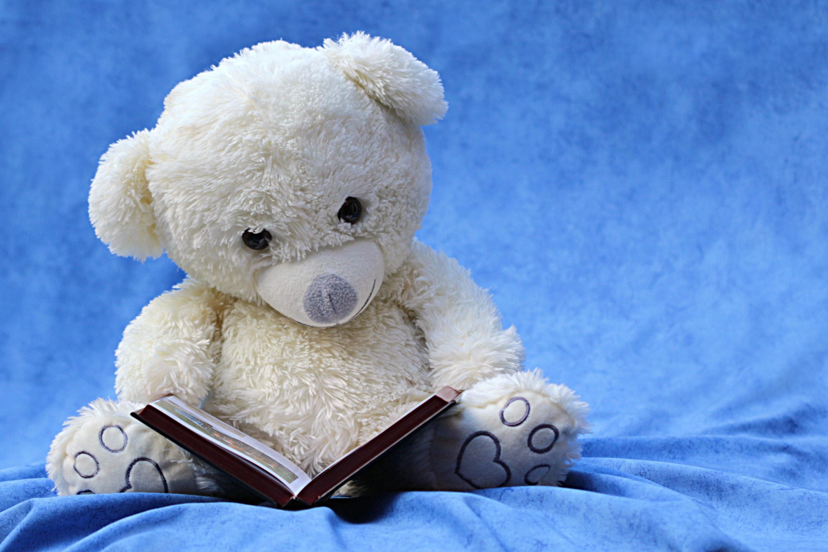 White Teddy Bear Reading Book · Free