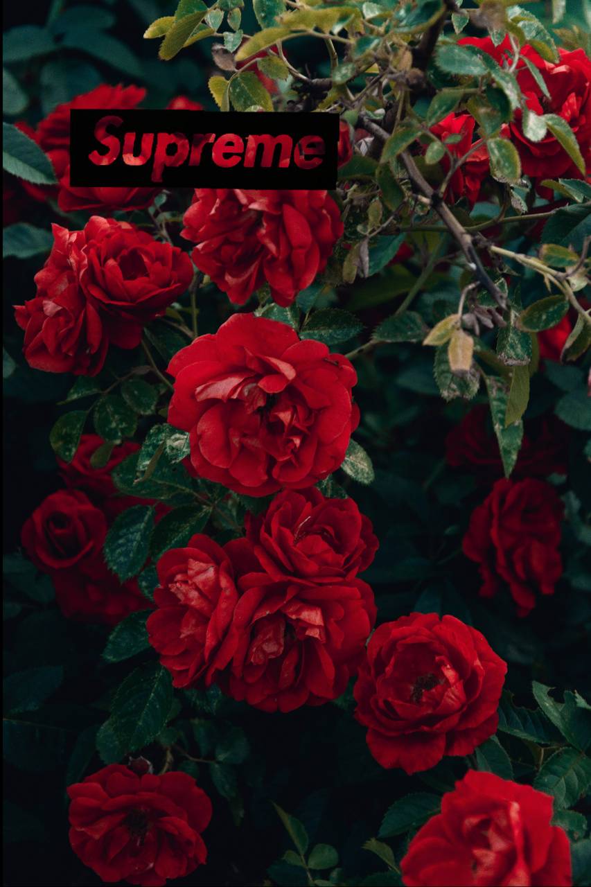 Supreme rose var 2 wallpaper