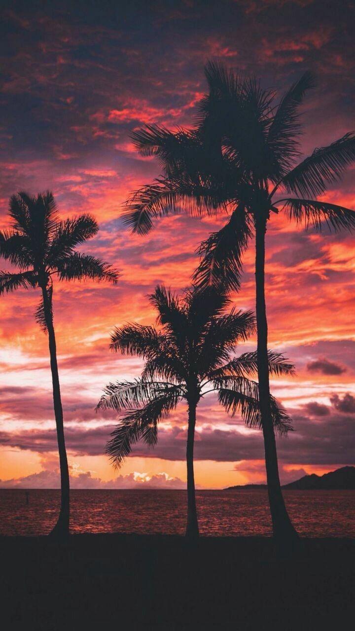  Sunset Palm Tree Phone Wallpaper Background HD  CBEditz