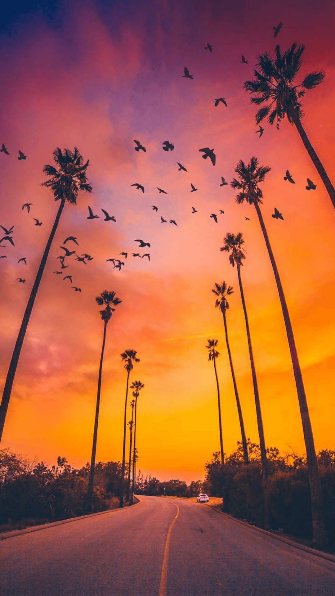 Palm Trees Sunset Nature iPhone Wallpaper. Nature background iphone, Wallpaper iphone summer, Palm trees wallpaper