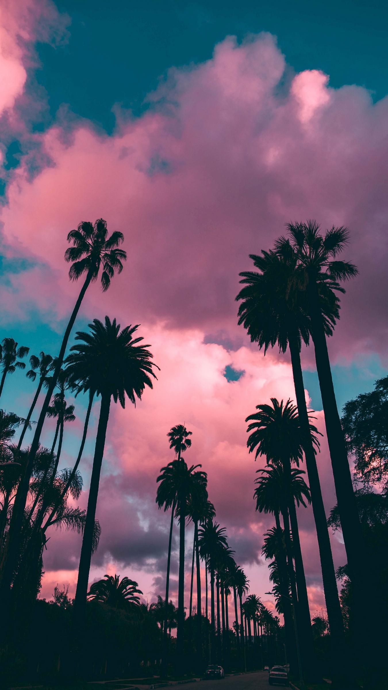 Download wallpaper 1350x2400 palm trees, sunset, clouds