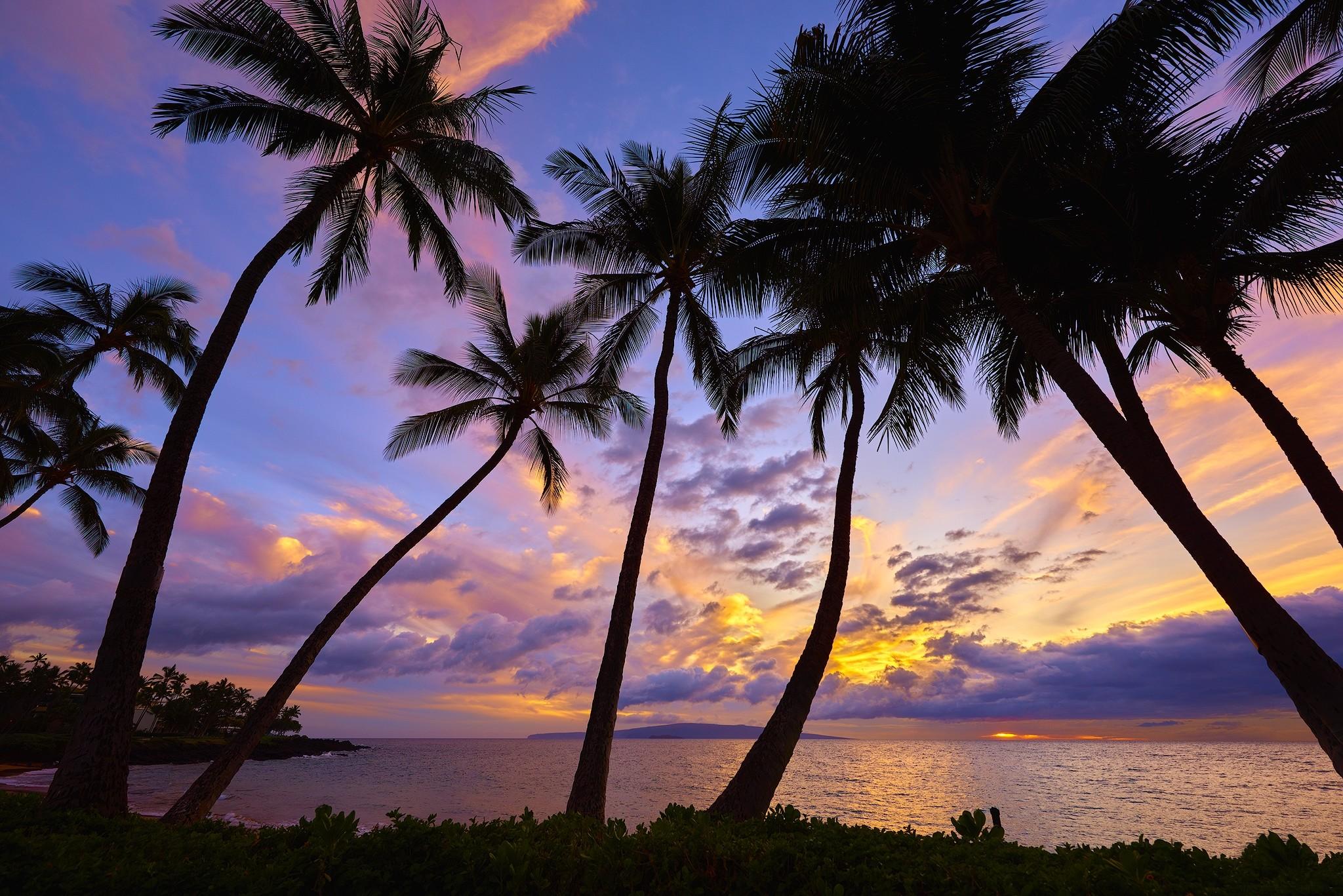 Palm Tree Sunset Wallpaper