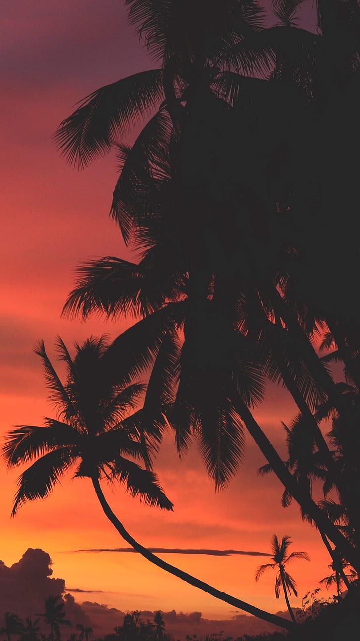 HD wallpaper: beach, sunset, palm trees, vibes, moody, warm