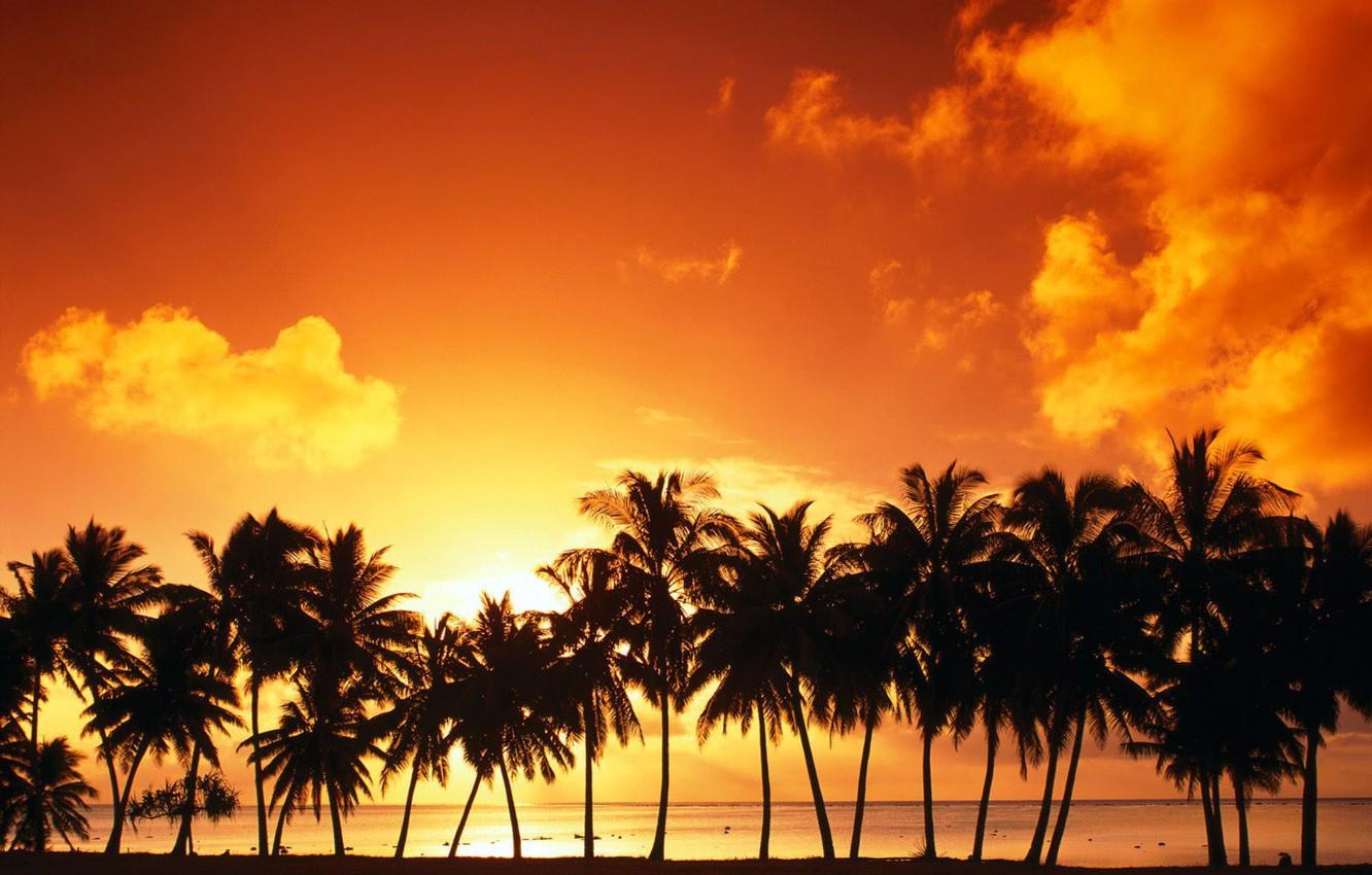 Wallpaper clouds, sunset, Palm trees image for desktop