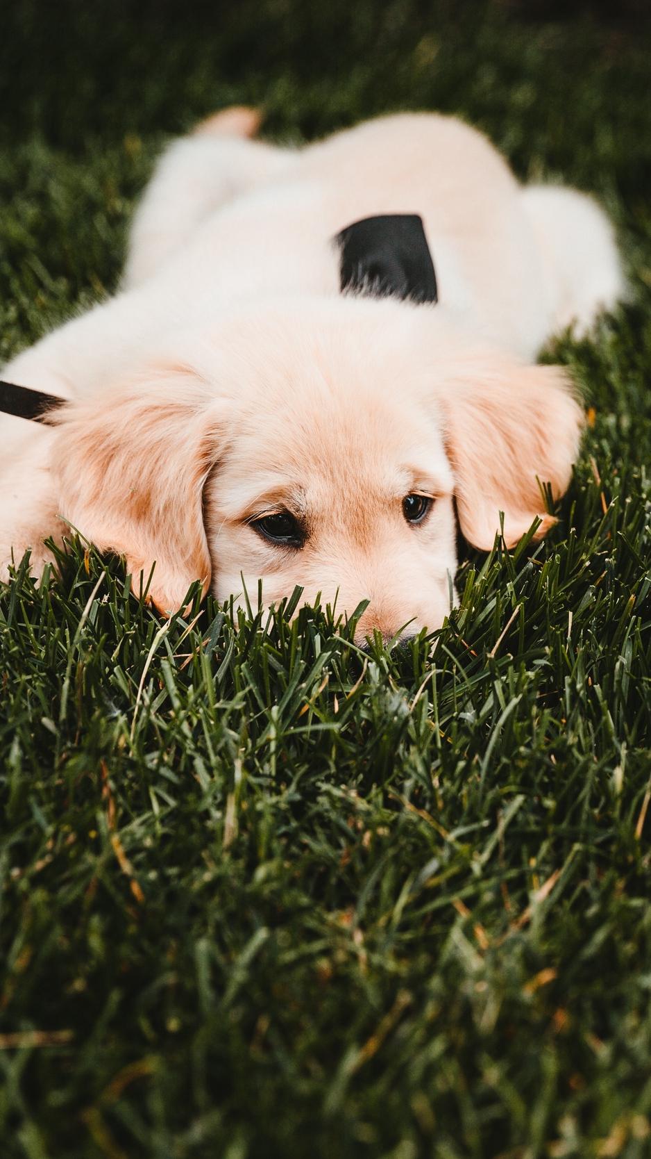 Wallpaper Golden Retriever, Puppy, Dog, Grass, Lies