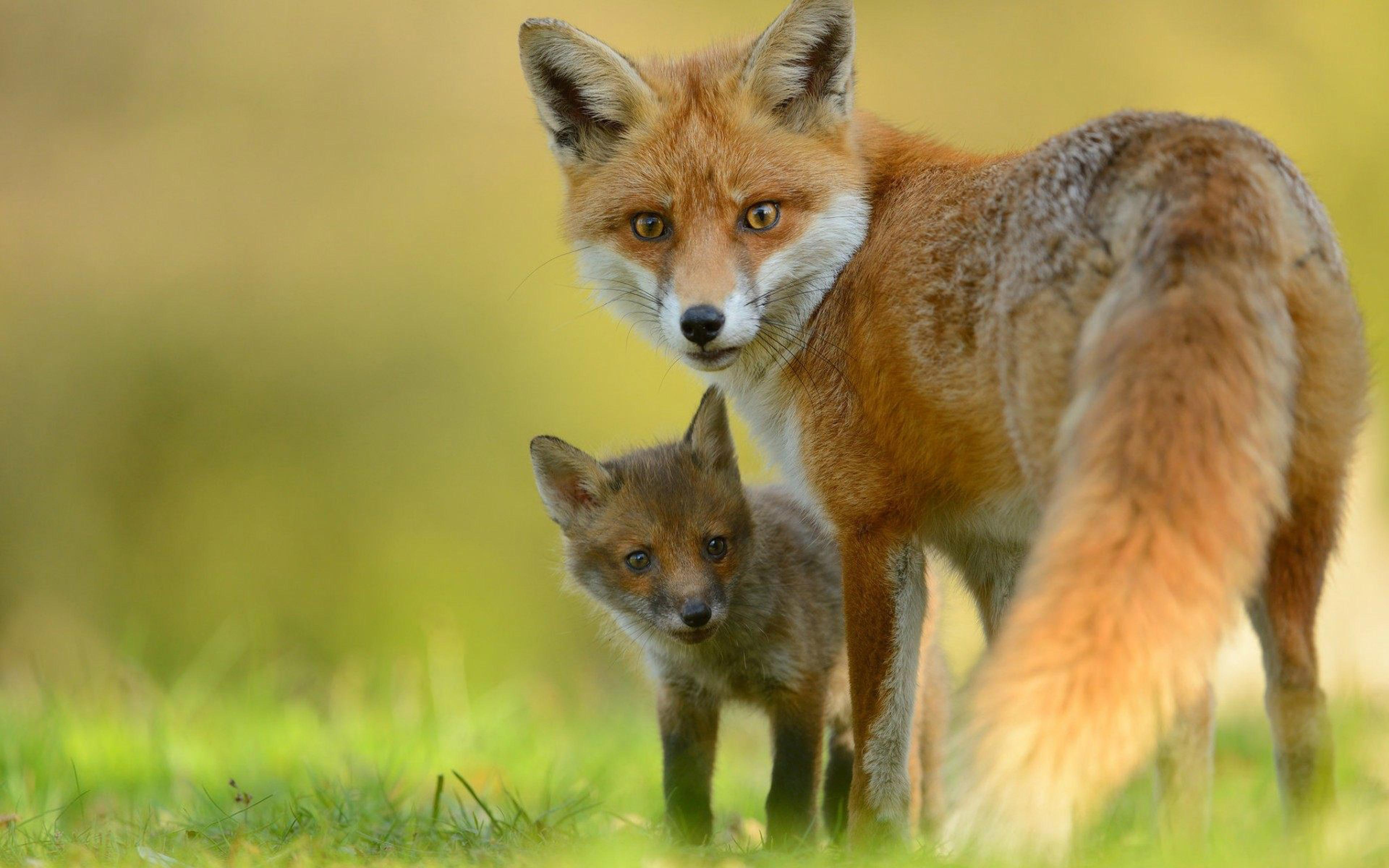 Red Fox & Cute Little Fox HD Wallpaper, Wallpaper13.com