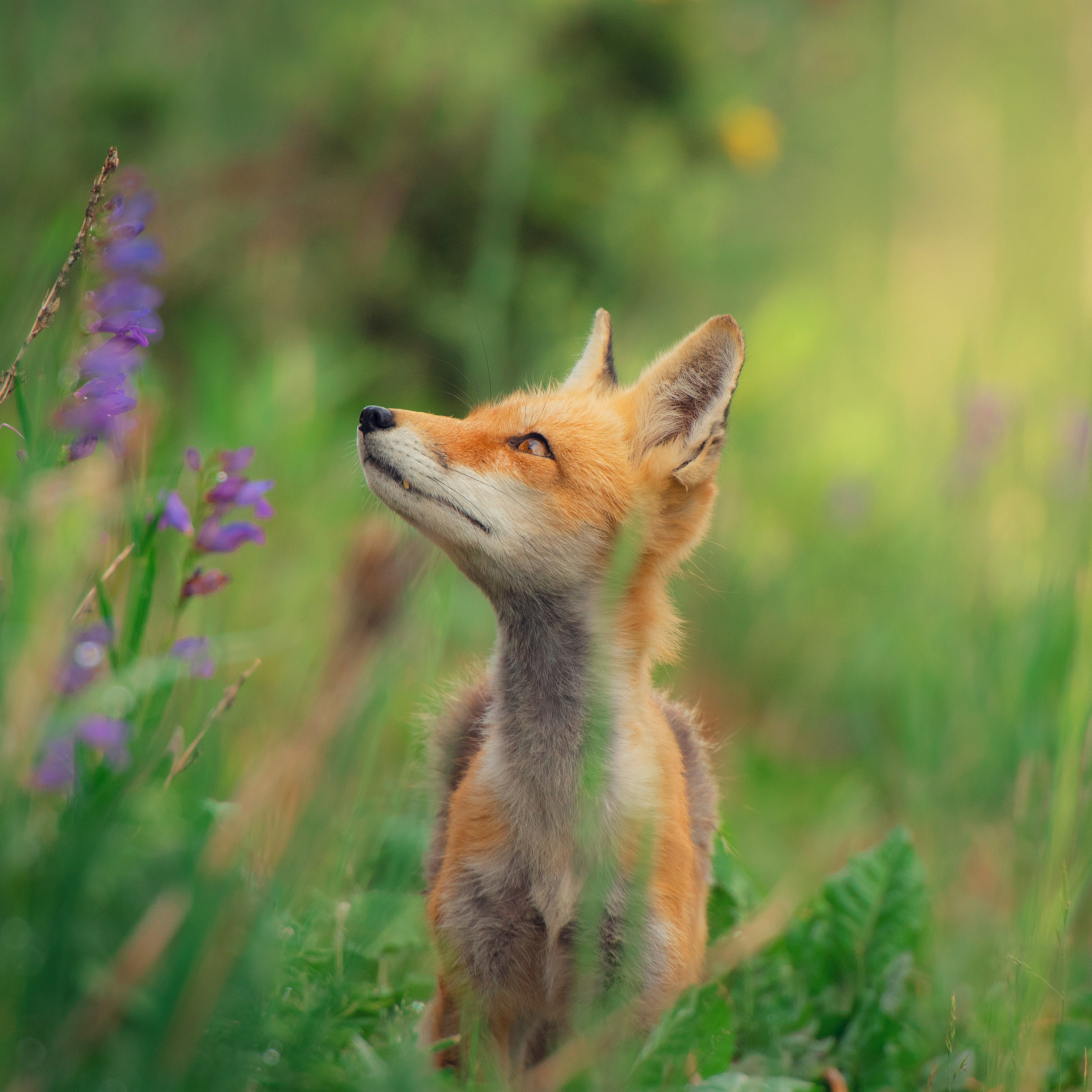 Little Fox Animal Cute Nature Wallpaper