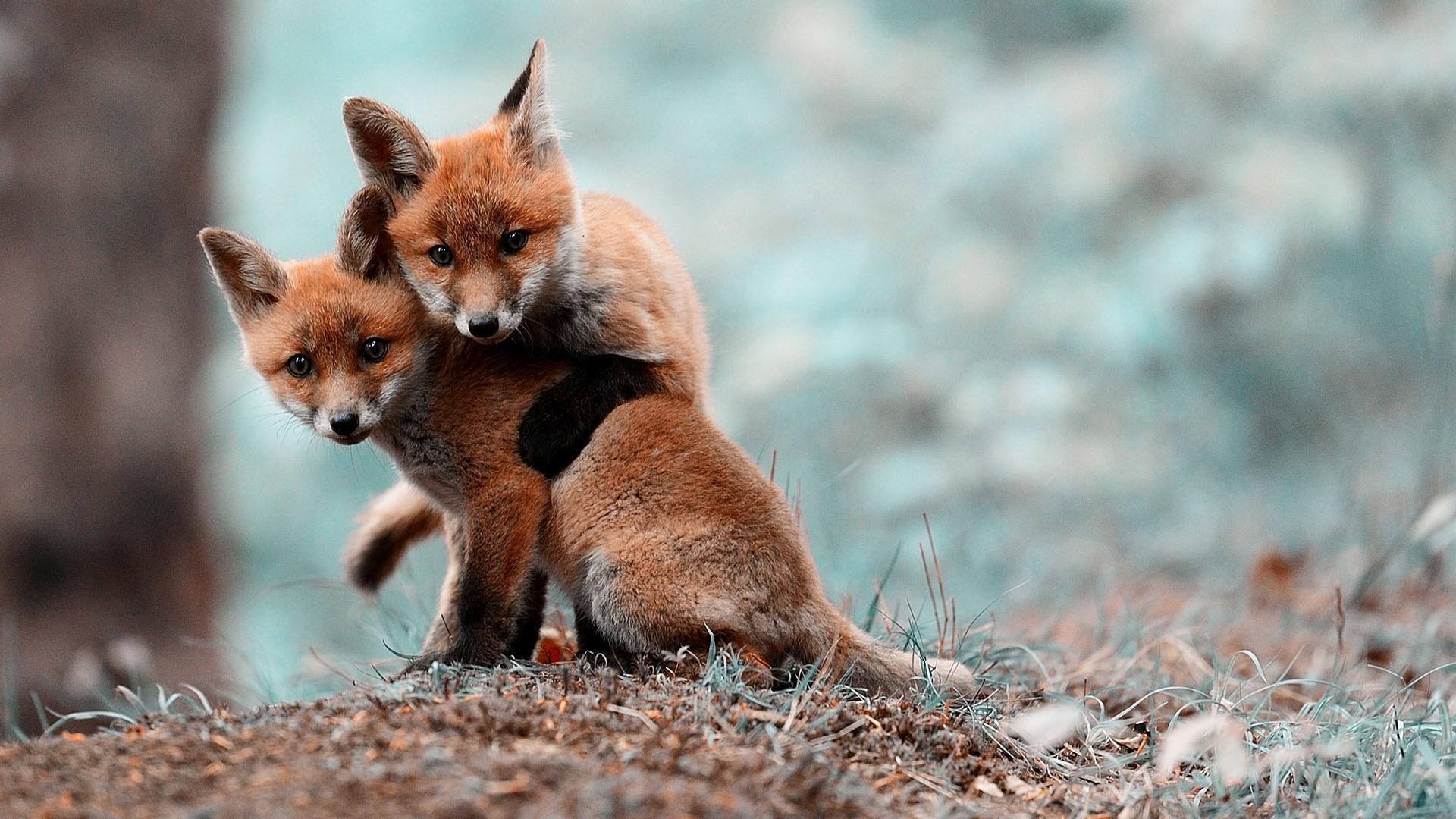 Wallpaper Two cute little foxes 1920x1080 Full HD 2K Picture