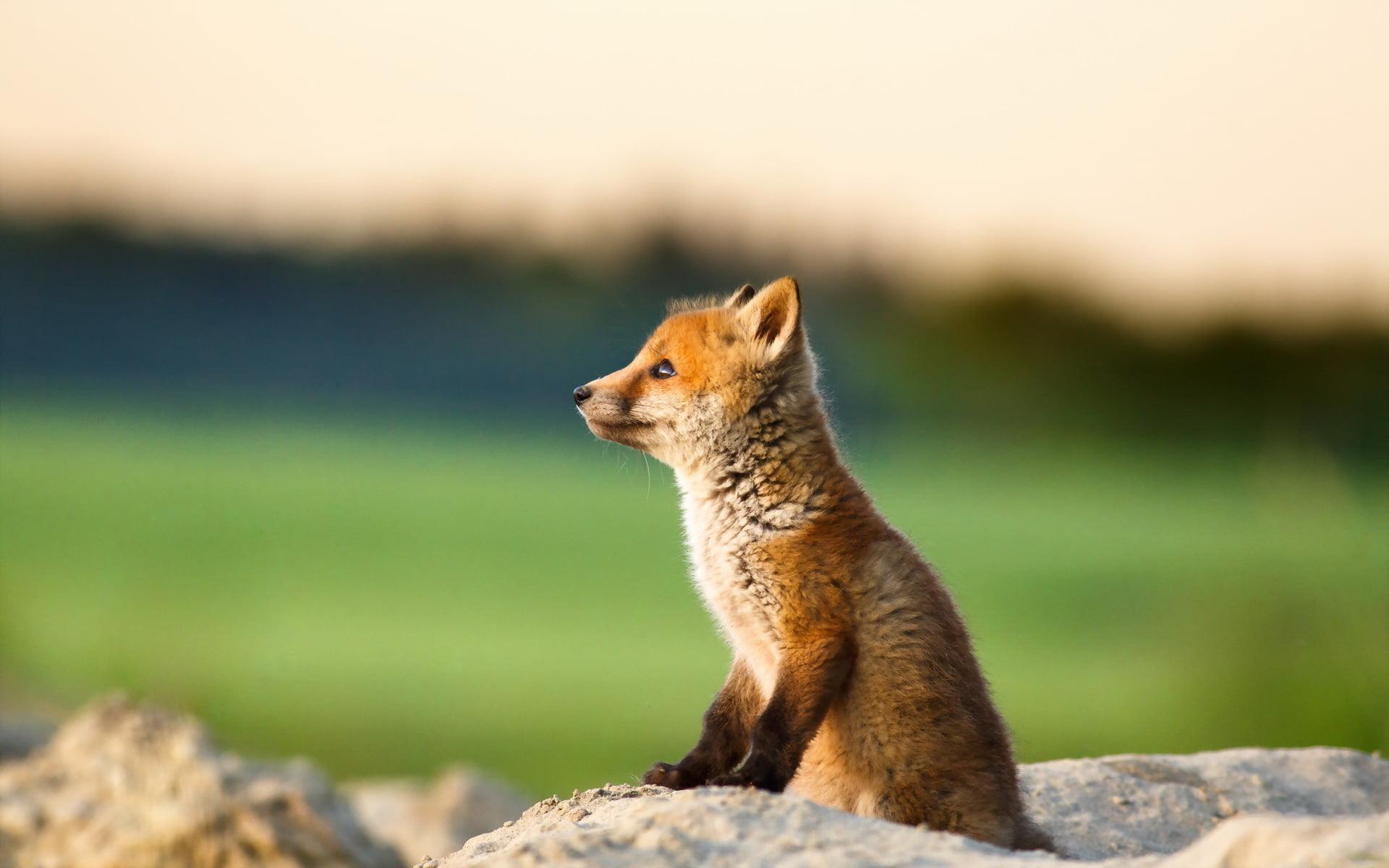 Closeup Photo Of Brown Ferret HD Wallpaper Fox, HD