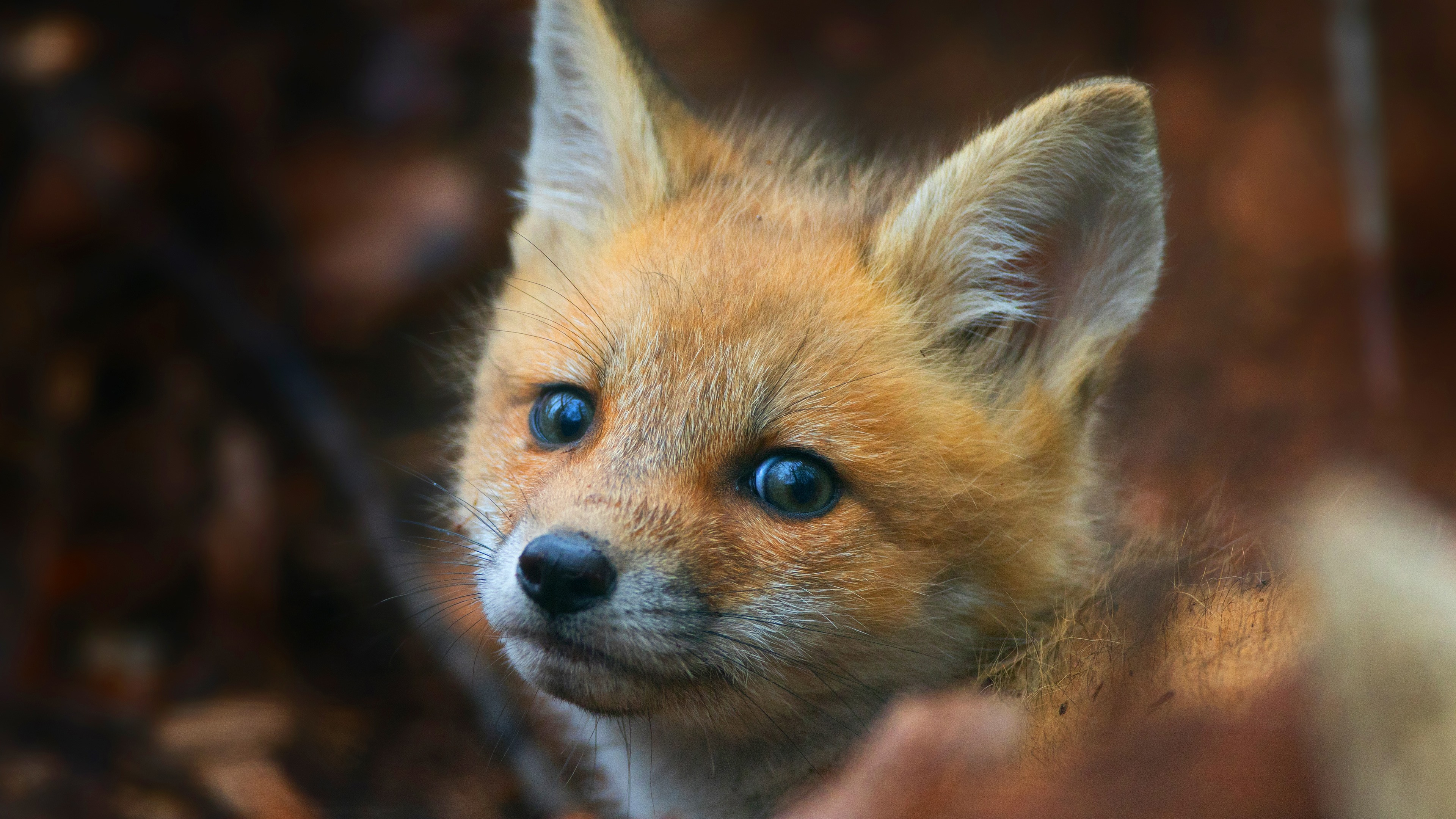 Wallpapers Cute little fox look at you, eyes, face, ears.