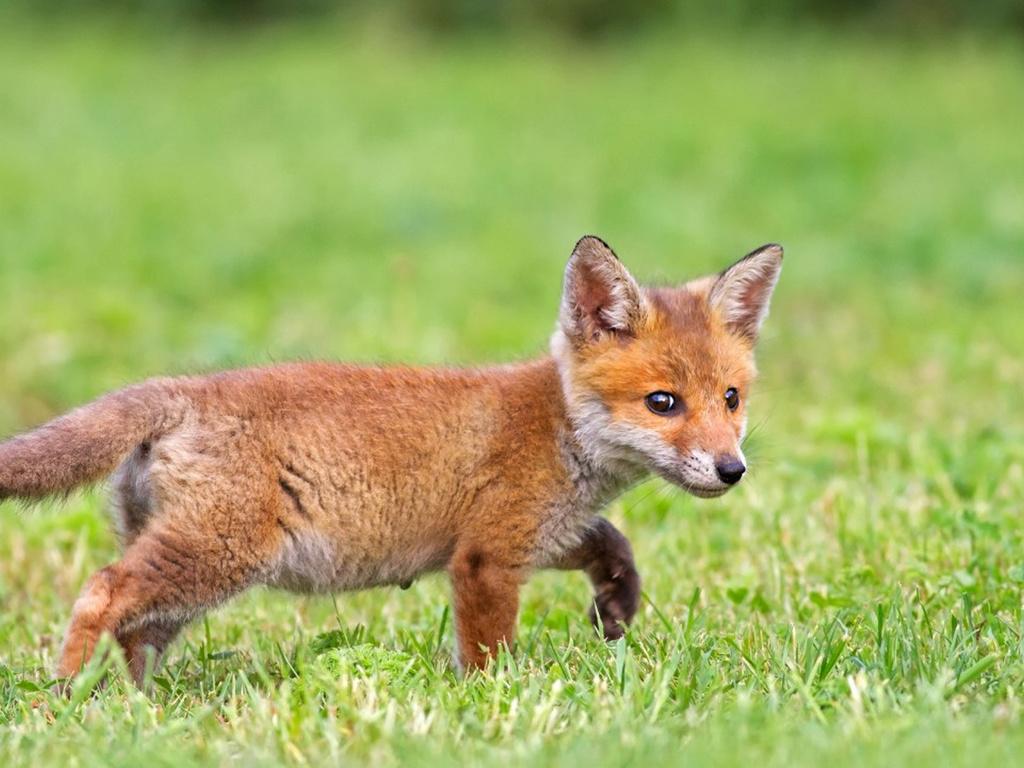 Download Wallpaper A little fox (1024x768). The Wallpaper