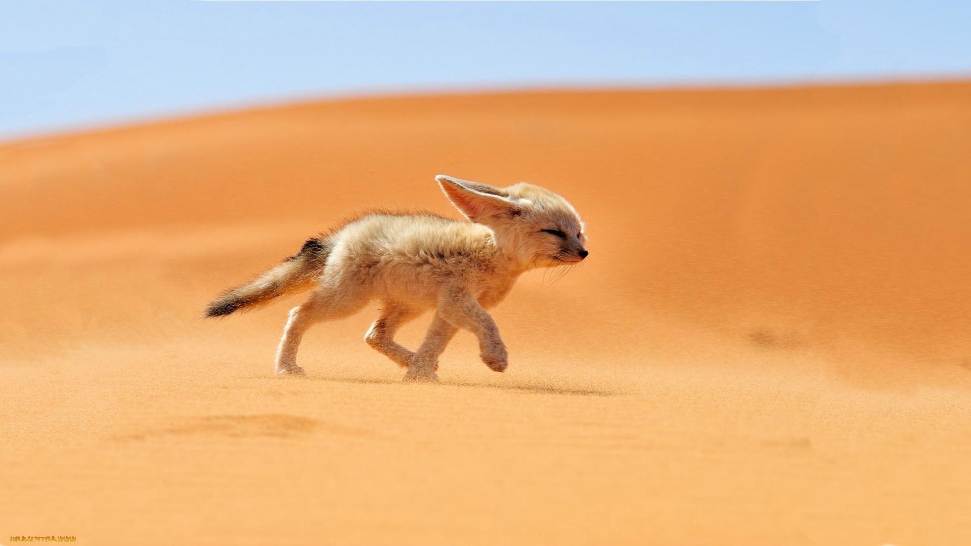 Little Fox goes to the desert