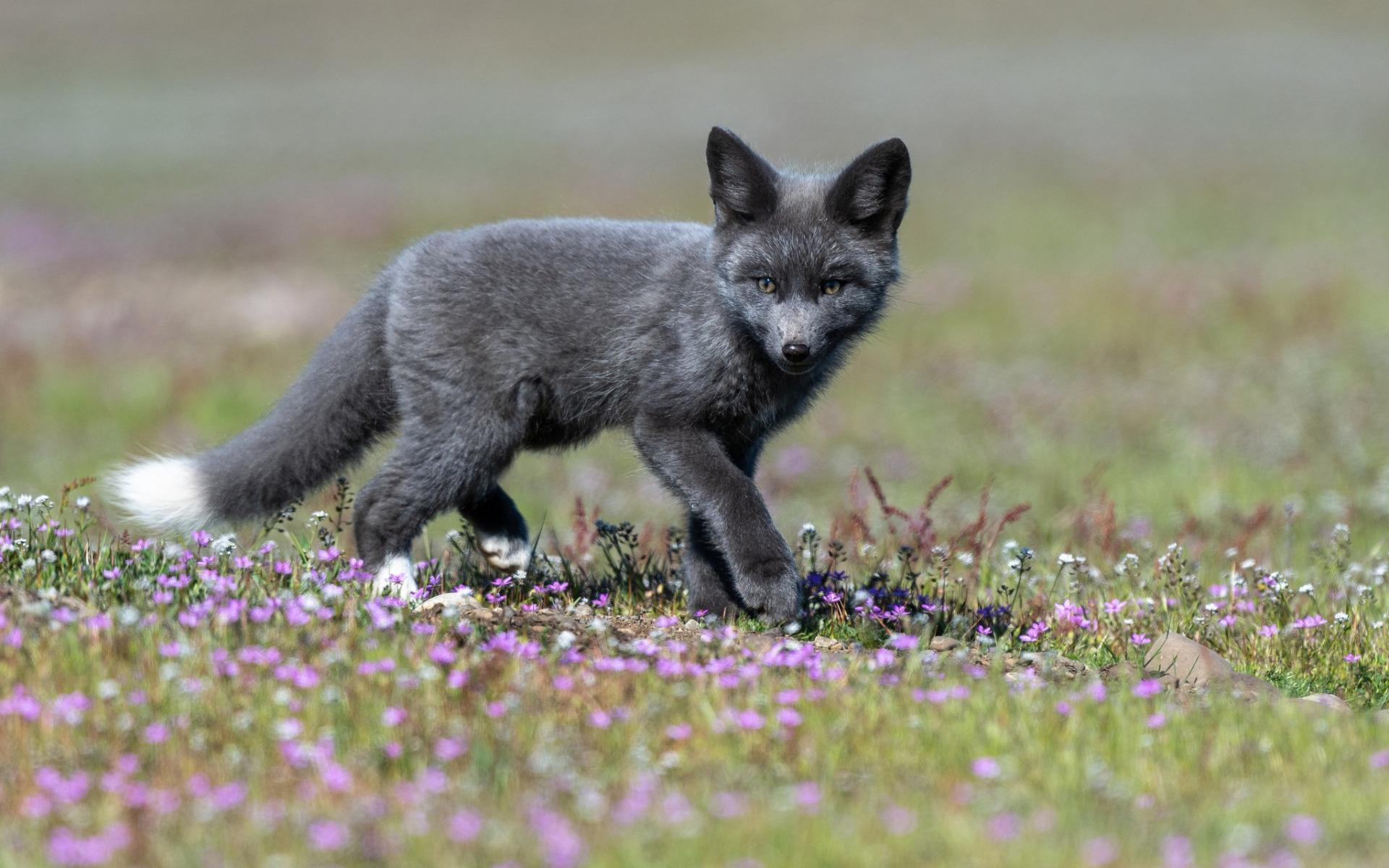 Download wallpaper black fox, little fox, wildlife, forest