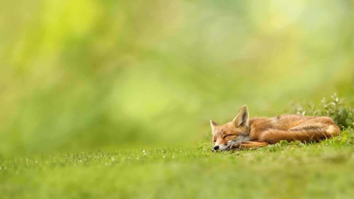 Wonderful Fox Wallpaper, Image, Pics, , Snaps, Picture In HD