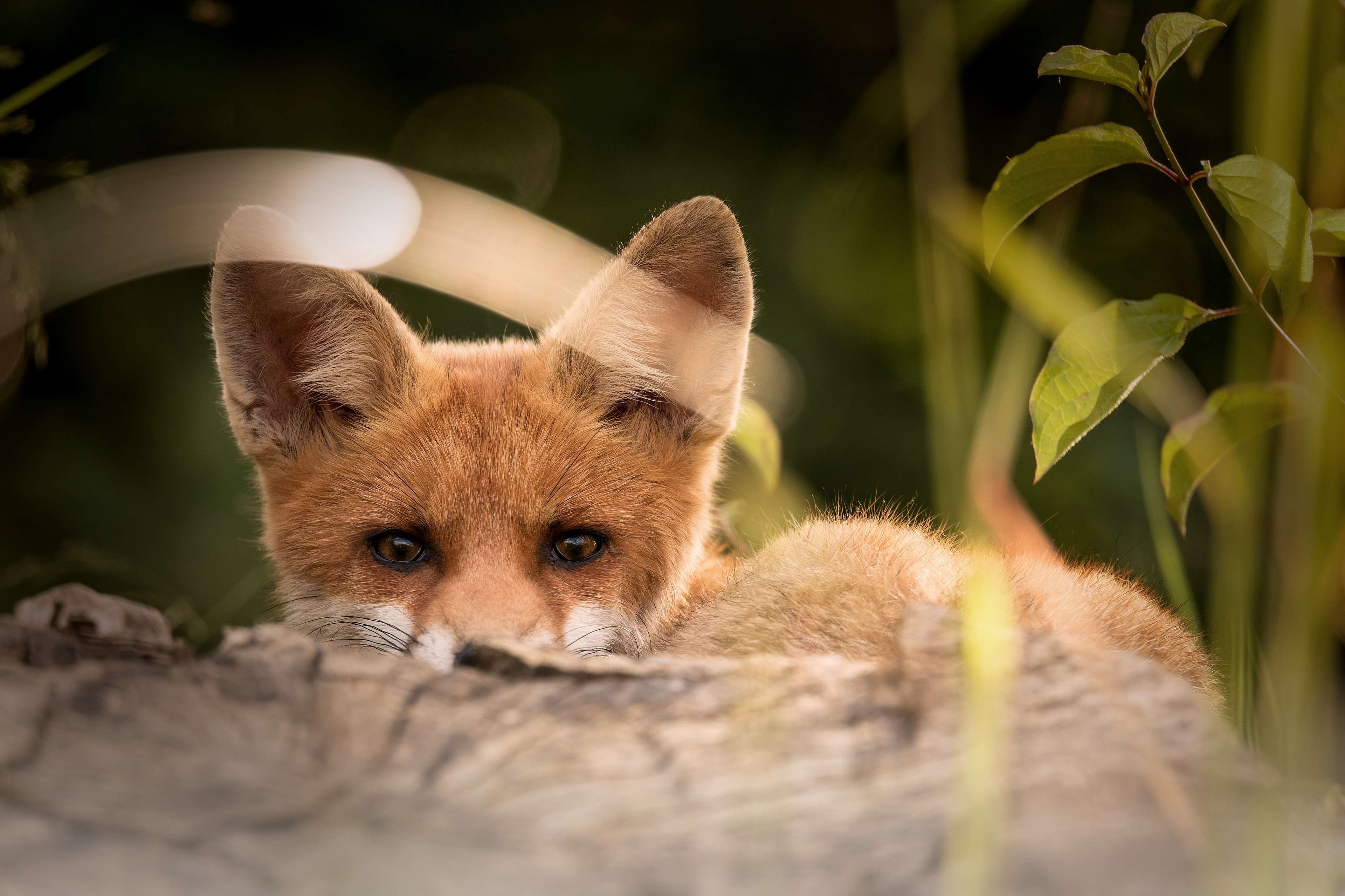 animals, little fox, nature 4k wallpaper and background