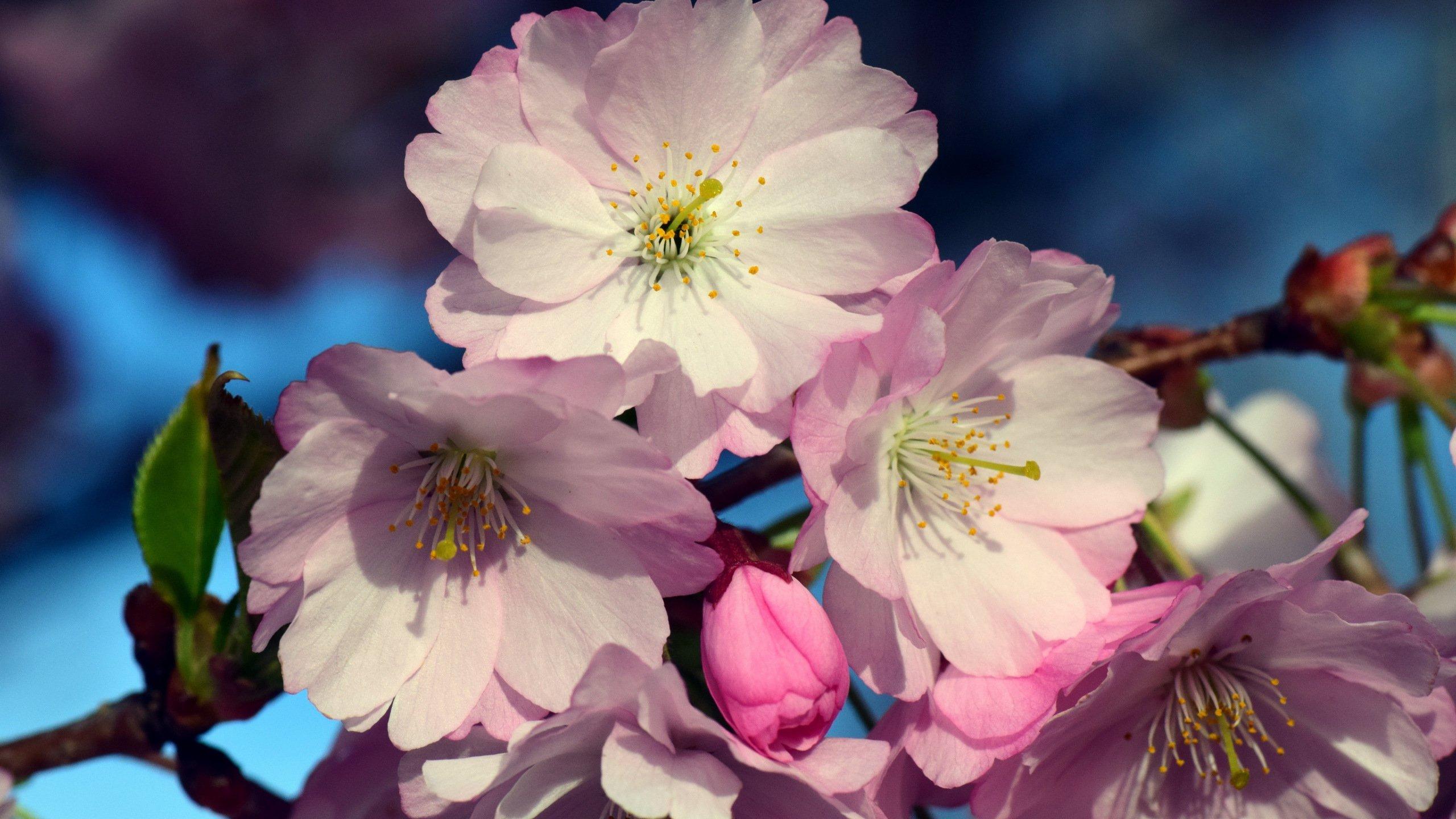 Cherry Blossom Flowers HD wallpaper