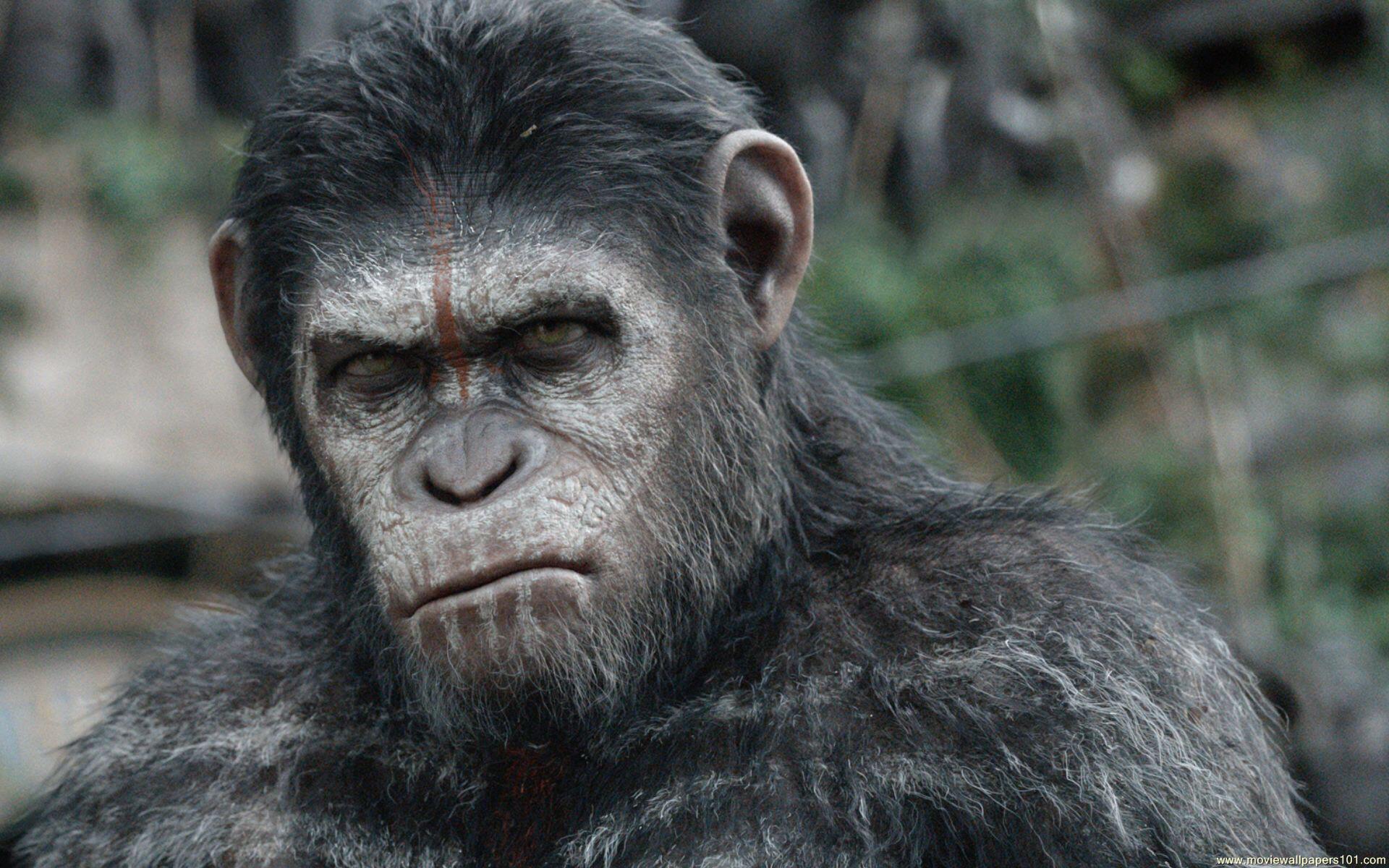 Dawn of the Planet of the Apes wallpaper
